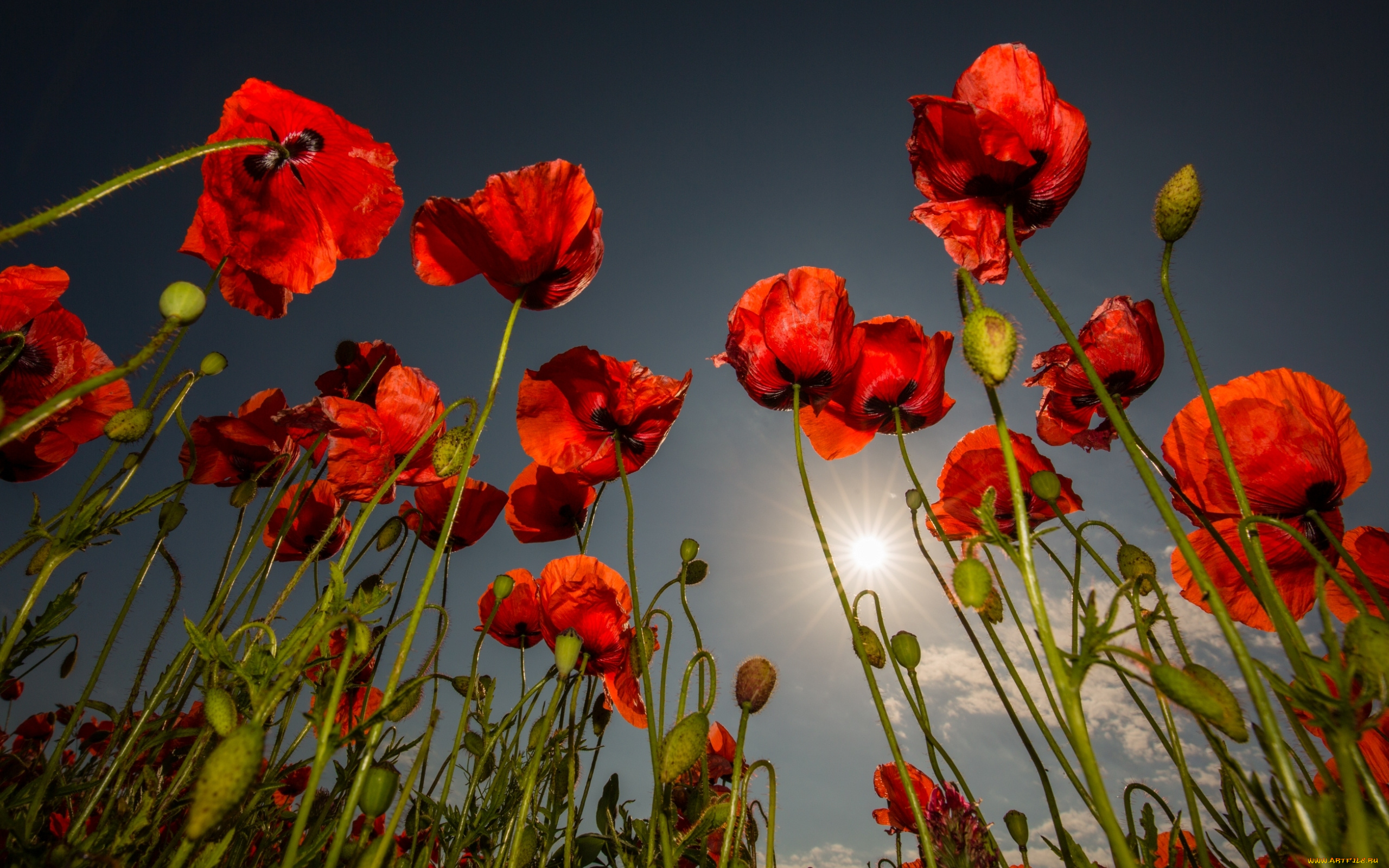 цветы, маки, лето