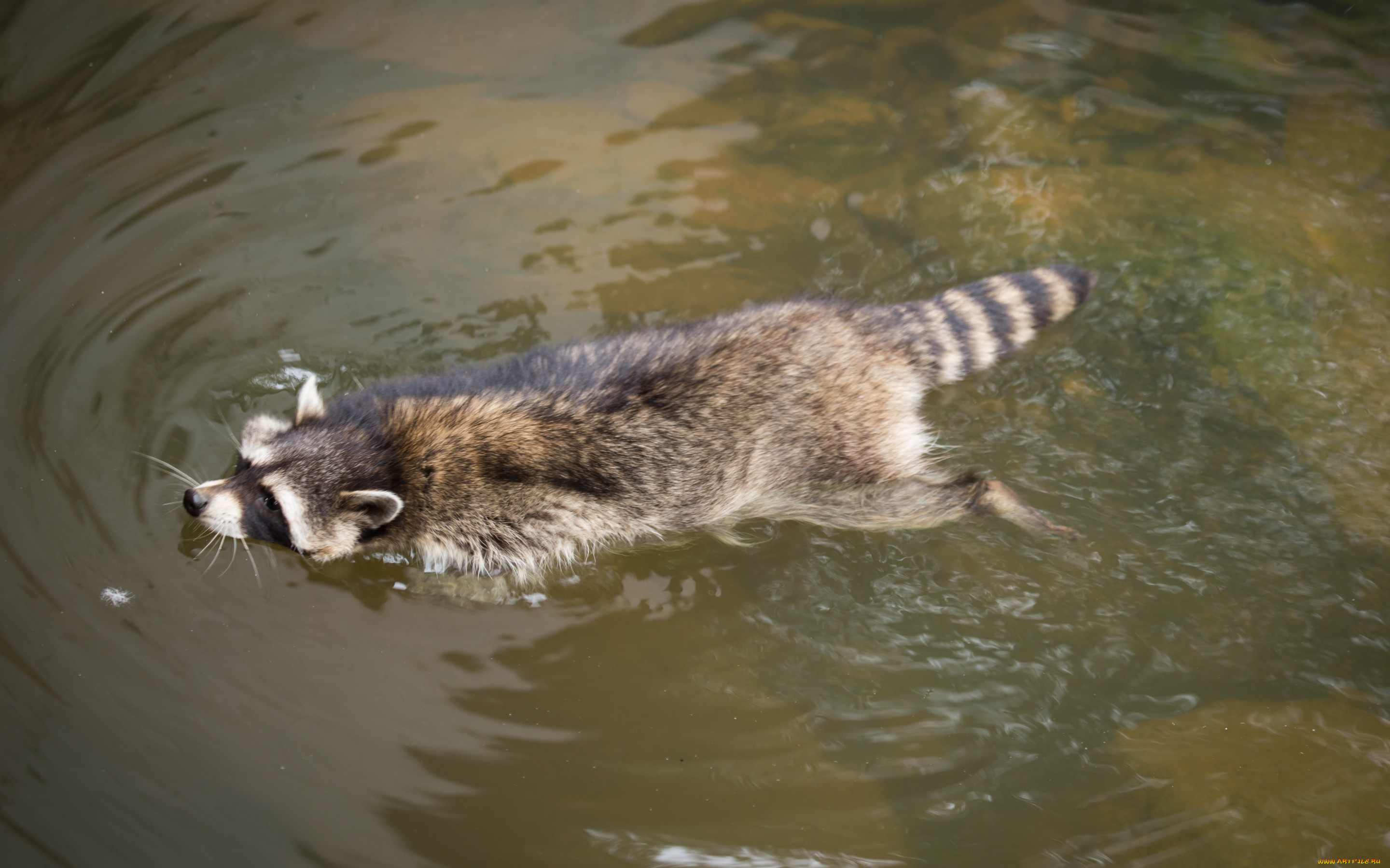 животные, еноты, водоём, вода, енот, плывёт, купание
