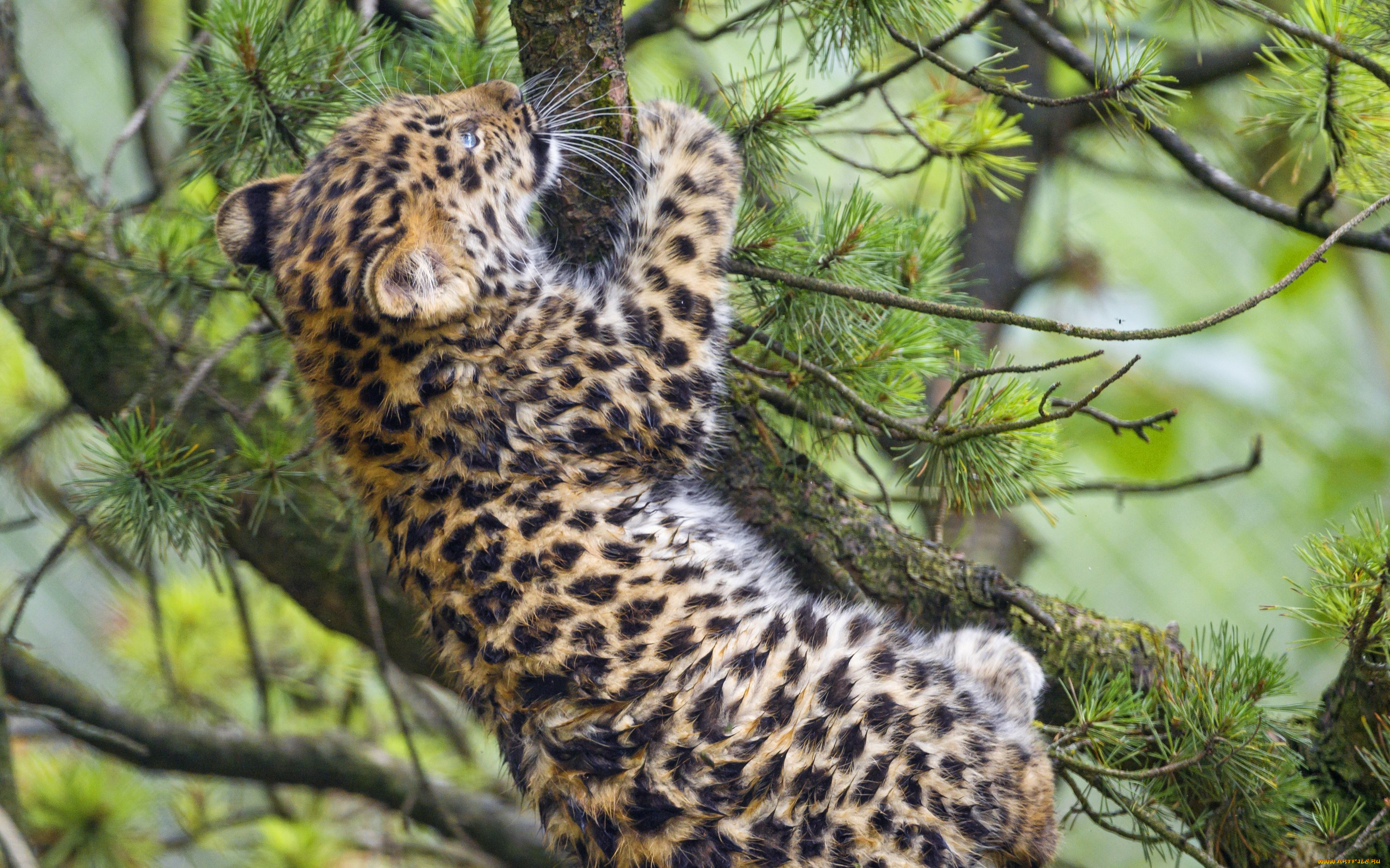 животные, леопарды, сосна, ветки, детёныш, котёнок, кошка, амурский, леопард