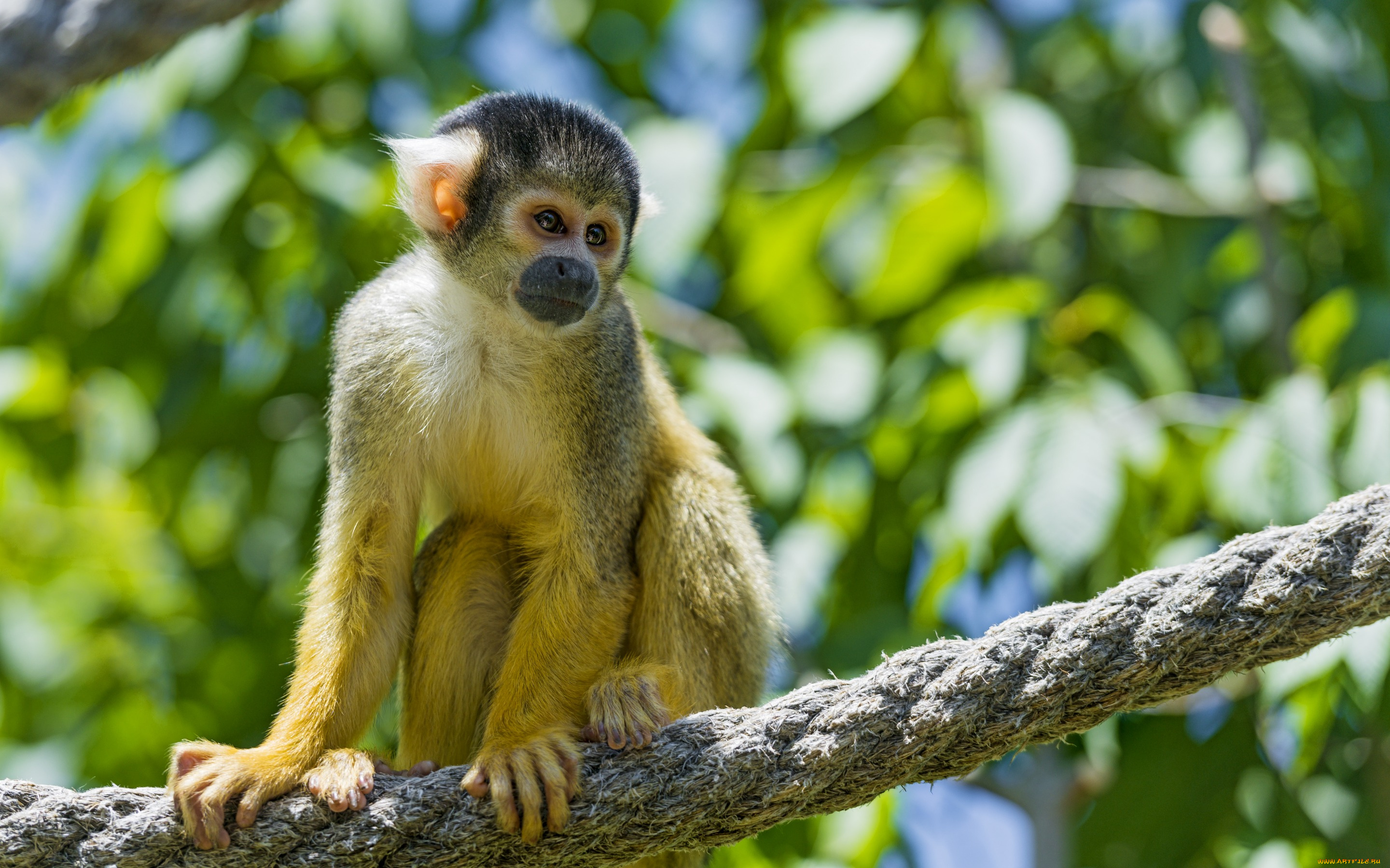 животные, обезьяны, беличья, обезьяна, саймири, канат