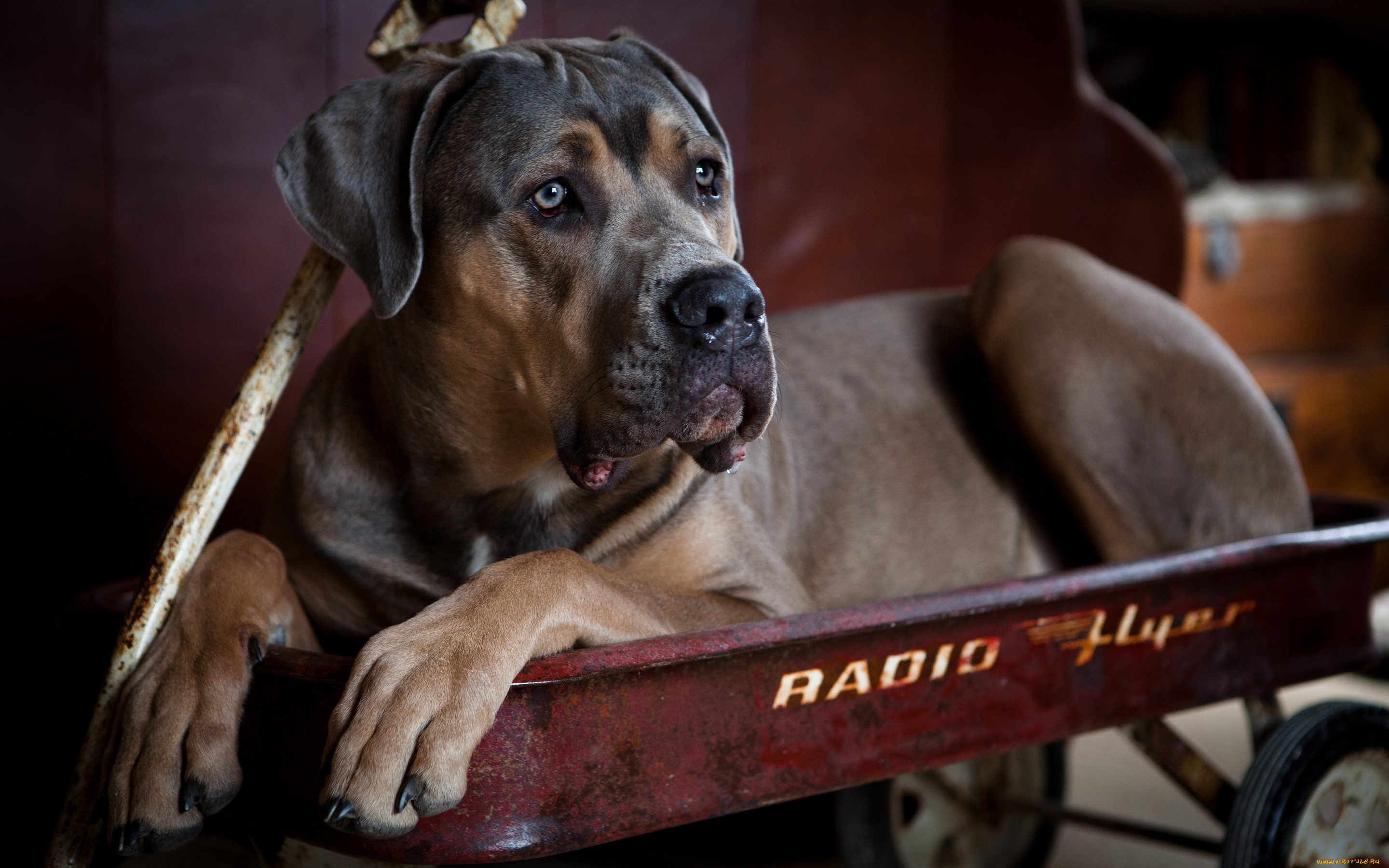 животные, собаки, тележка, пёс, кане-корсо, собака