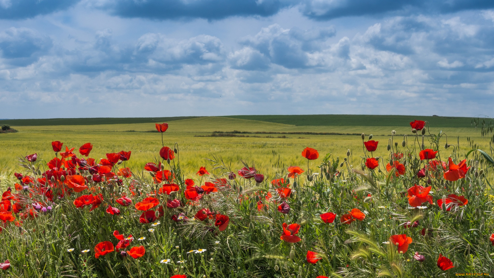 природа, луга, цветы, трава
