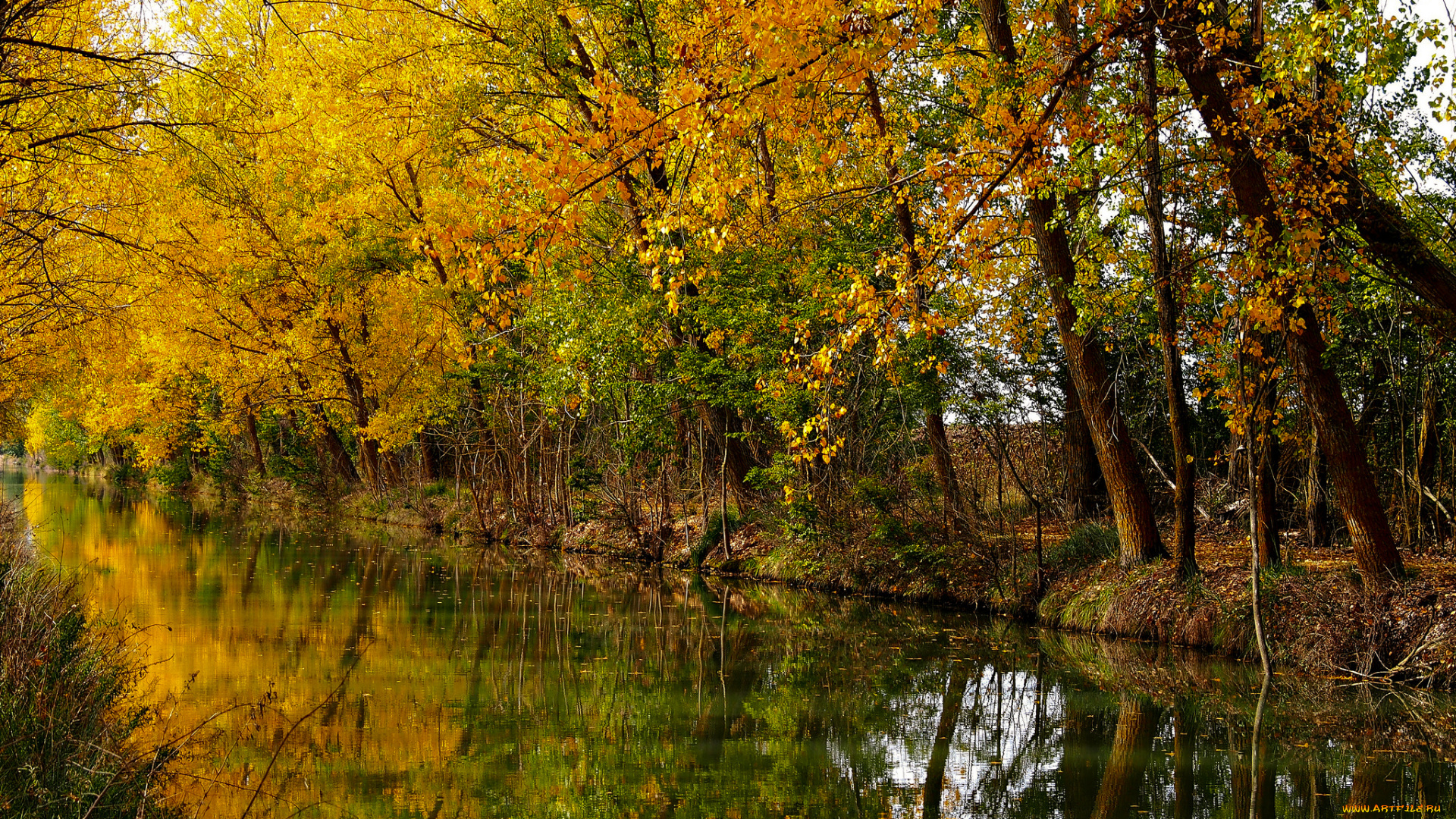 природа, реки, озера, река, лес