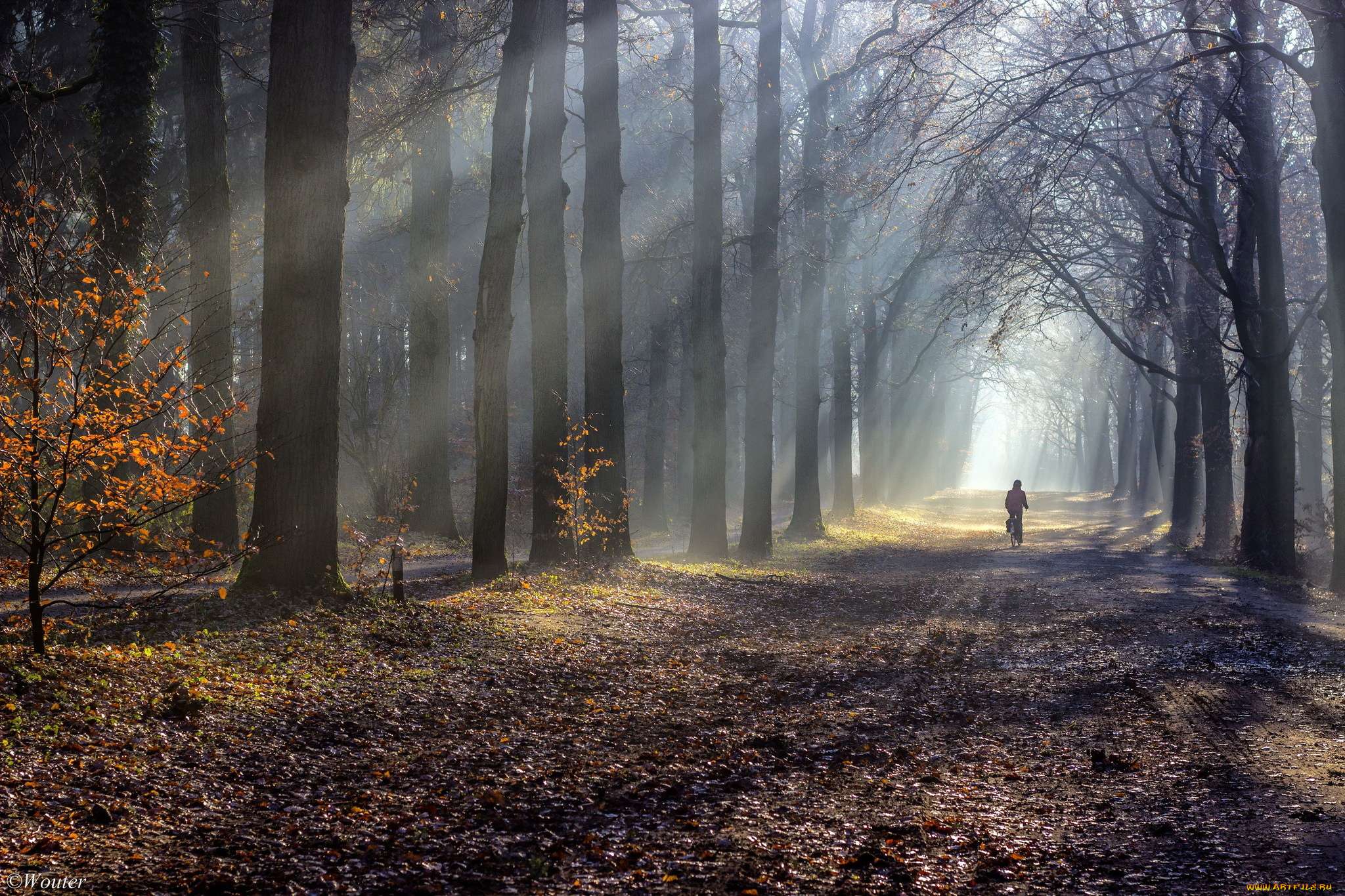 природа, дороги, дорога, туман, утро, осень