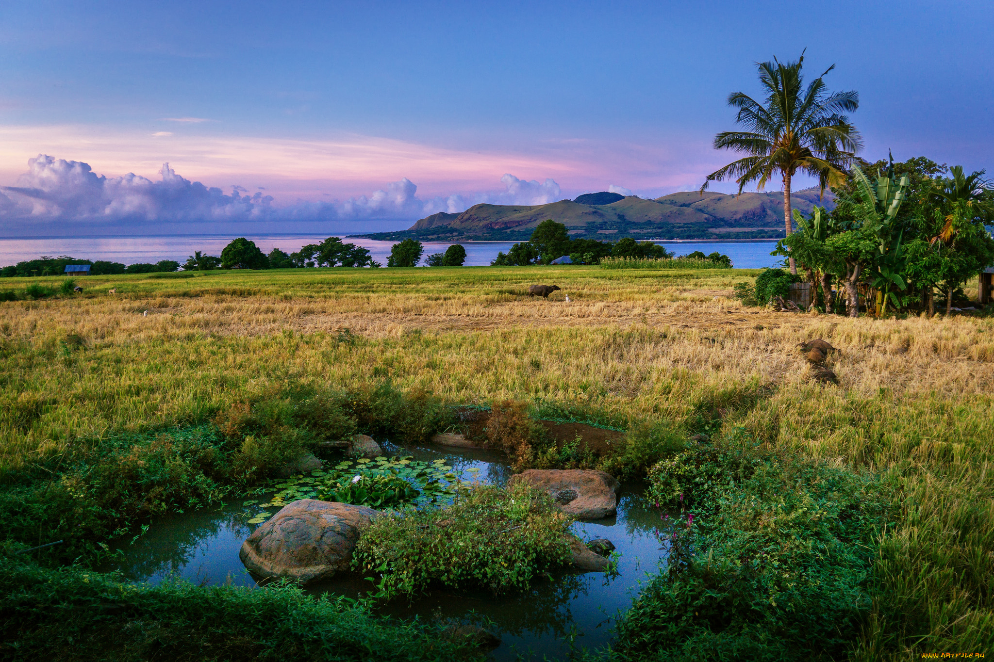 природа, тропики, побережье