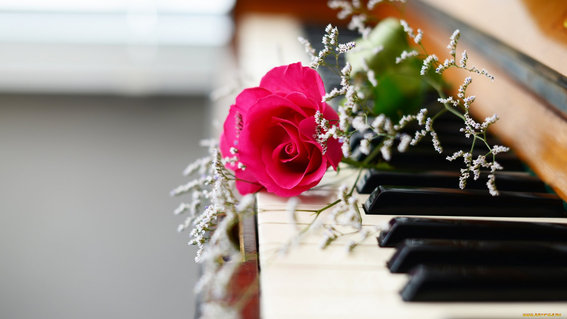 музыка, -музыкальные, инструменты, цветок, клавиши