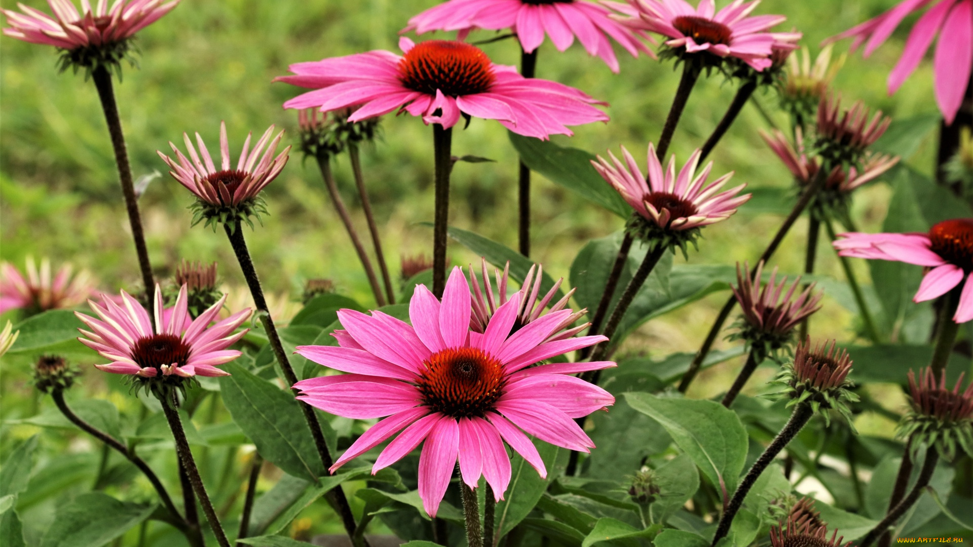 цветы, эхинацея, розовая