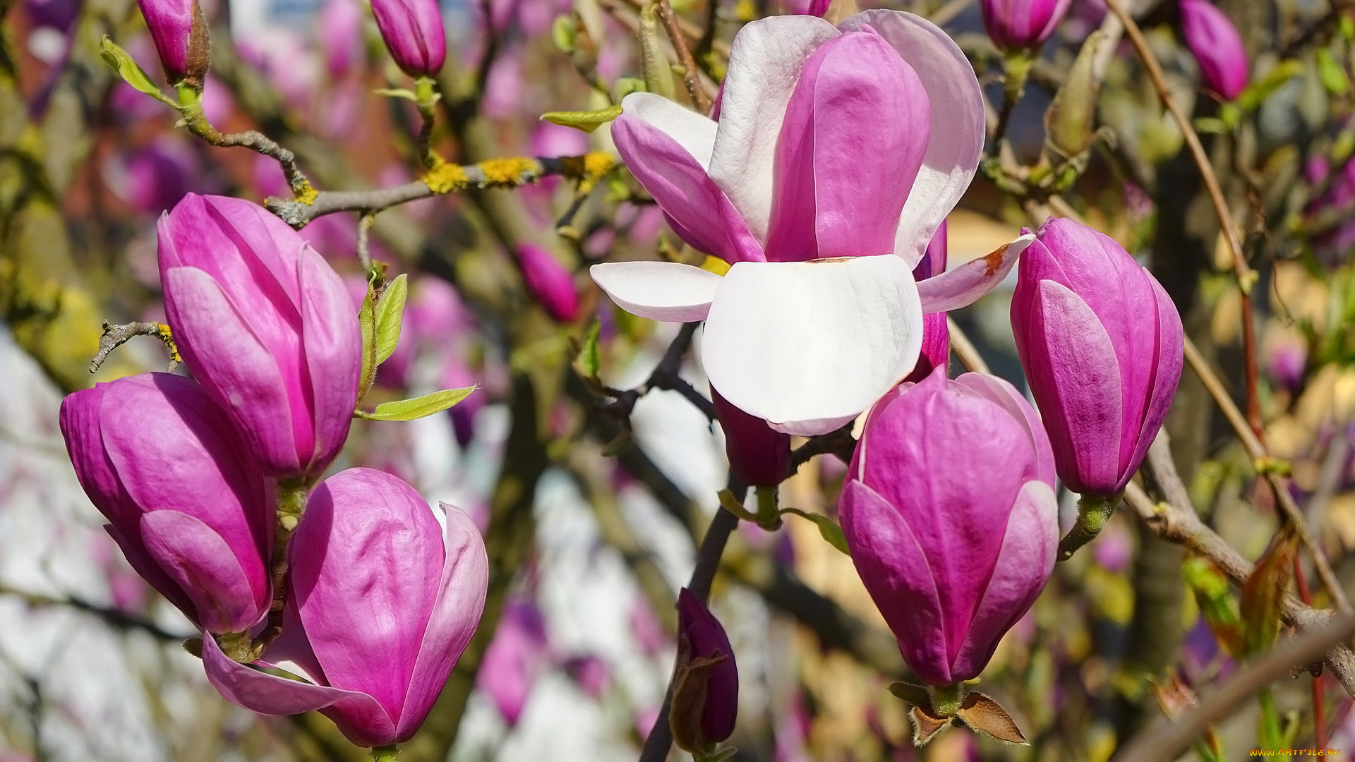 цветы, магнолии, розовая, магнолия, бутоны, весна
