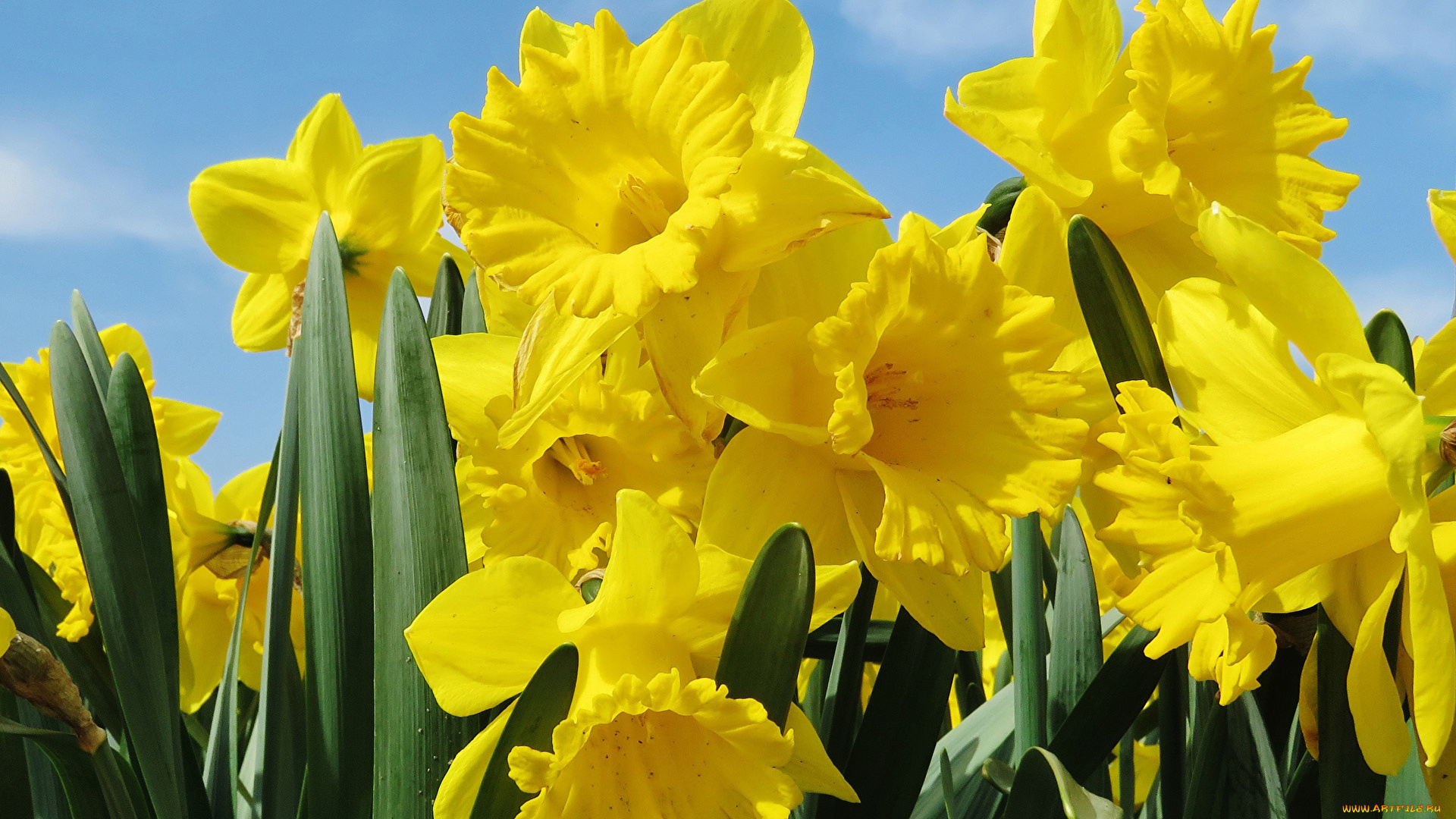 цветы, нарциссы, желтые, весна
