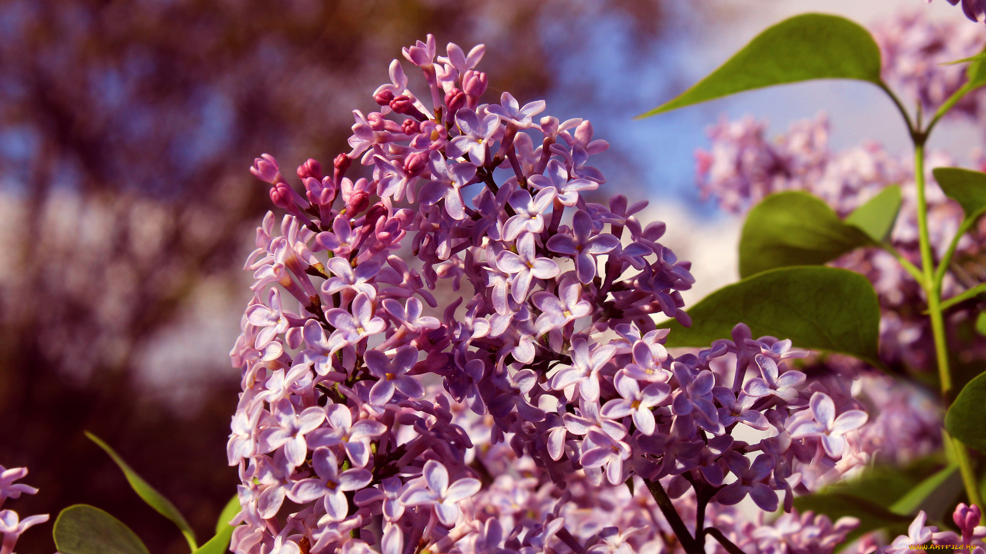 цветы, сирень, ветка