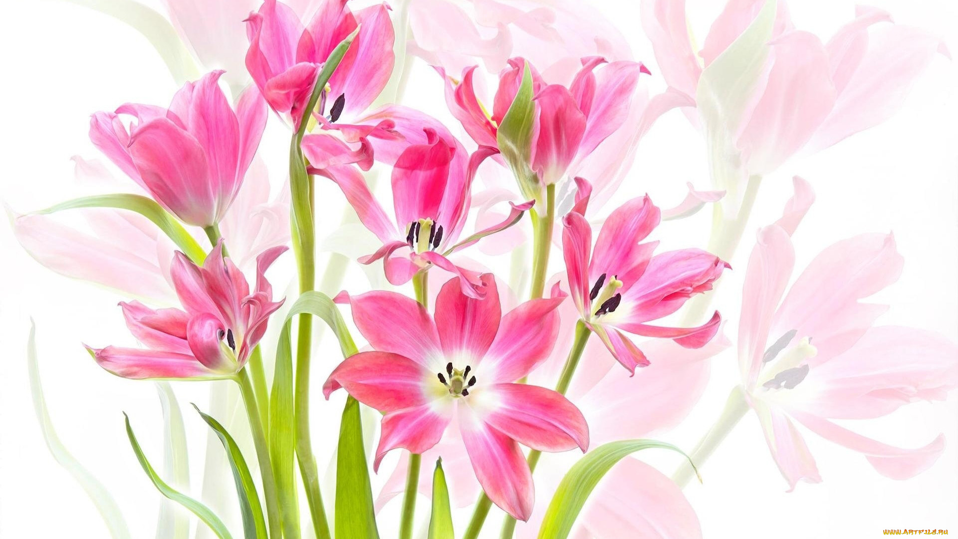 цветы, тюльпаны, розовые