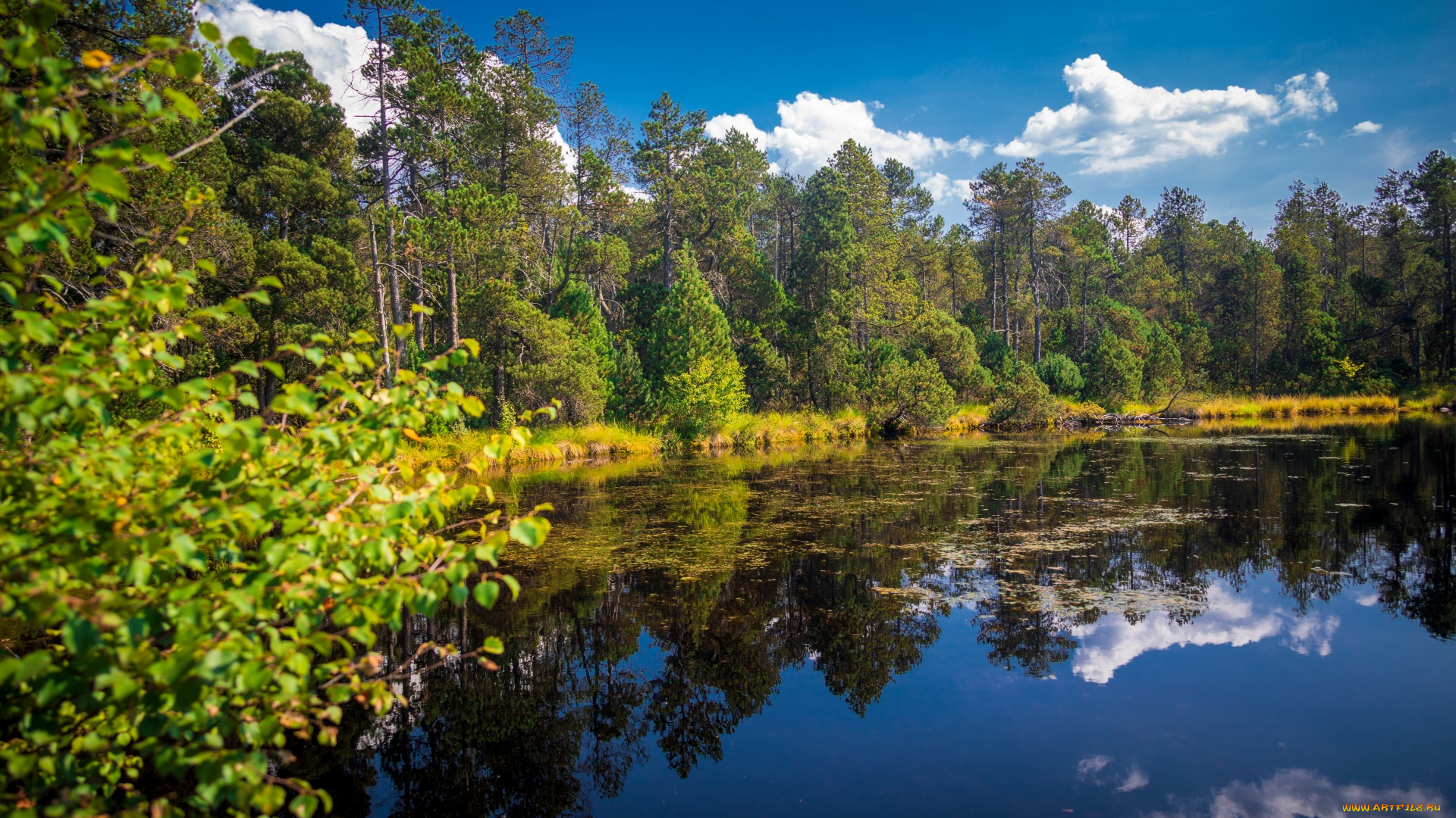 great, moss, lake, in, rejviz, czech, republic, природа, реки, озера, great, moss, lake, in, rejviz, czech, republic