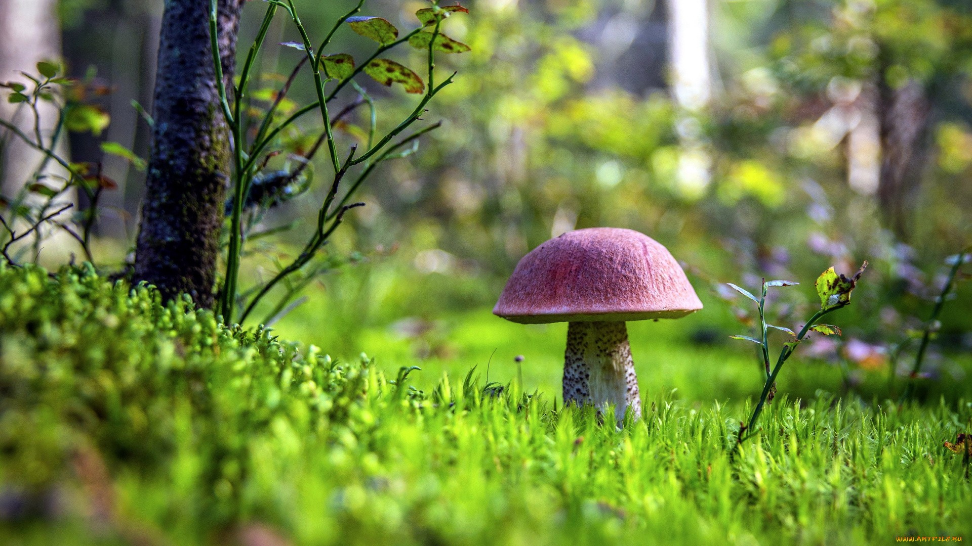 природа, грибы, подосиновик, осень, листья