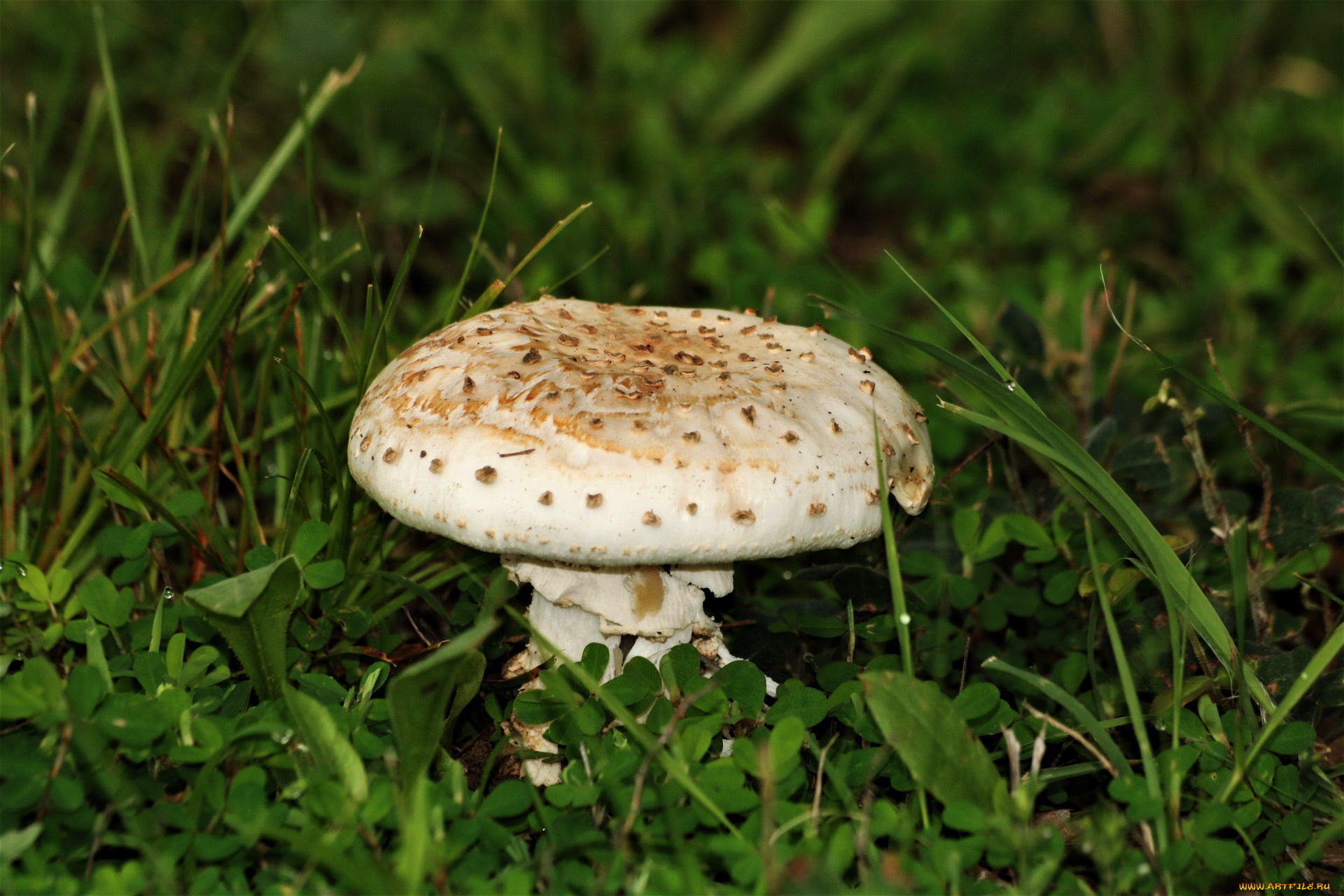 природа, грибы, трава, гриб