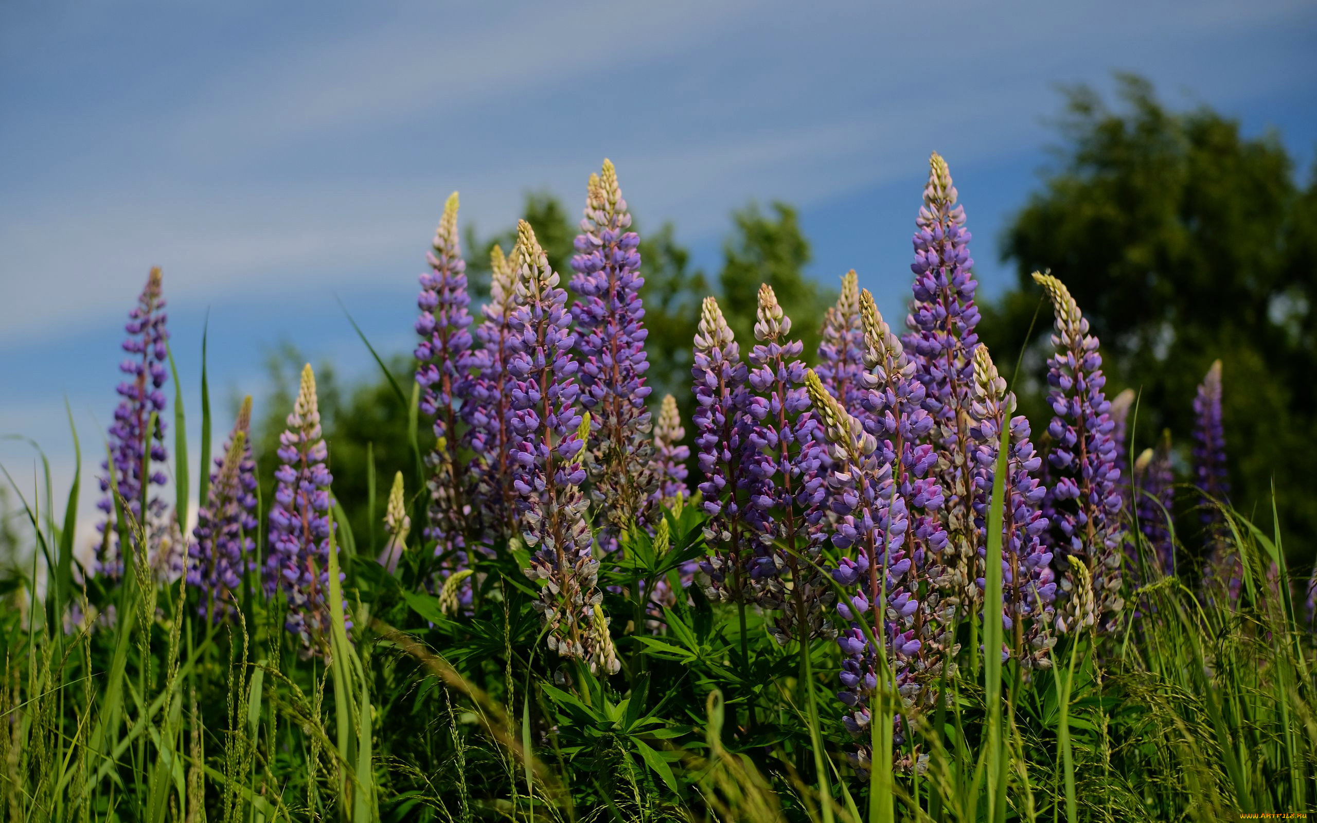 цветы, люпин, лиловый, соцветия