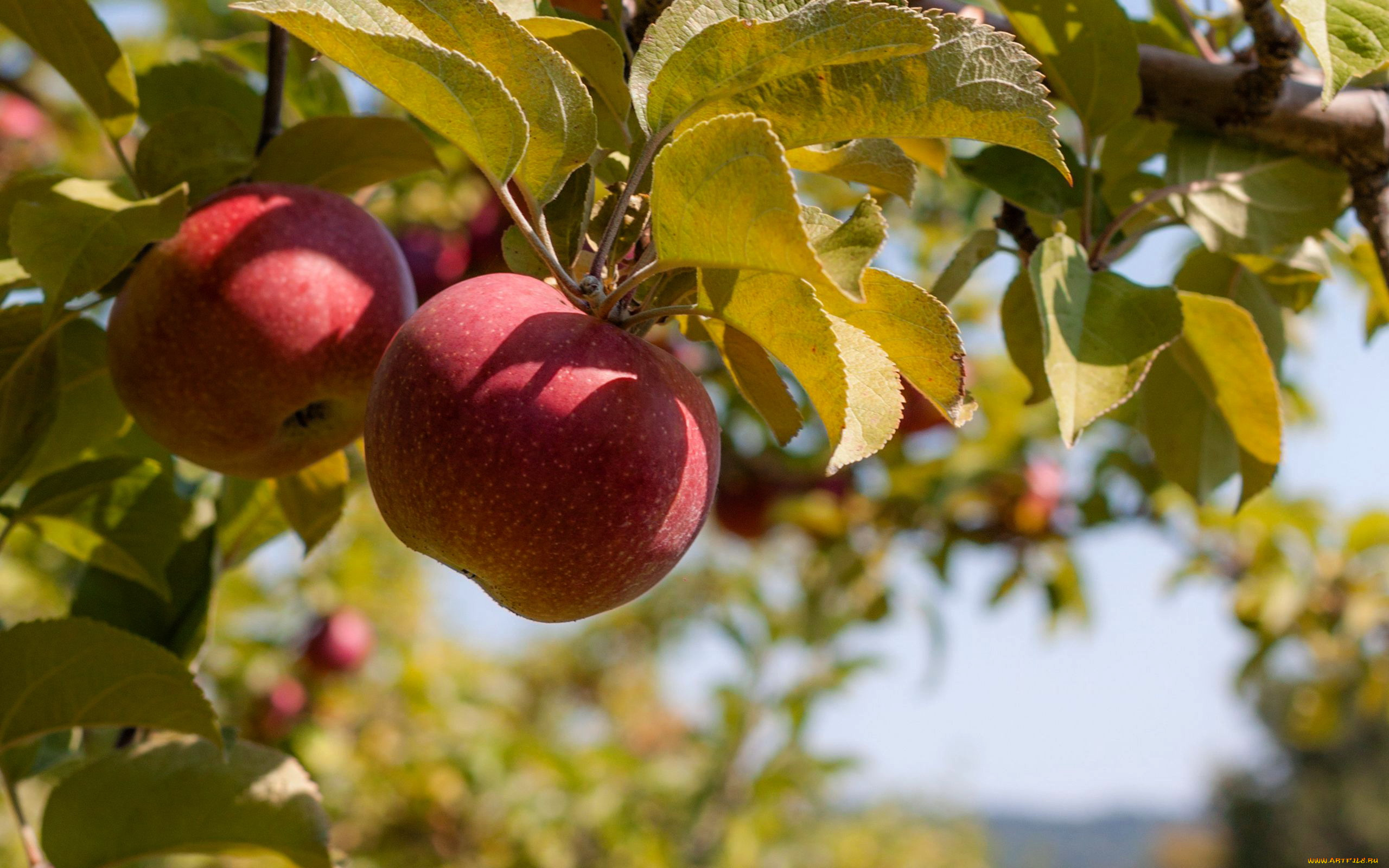природа, плоды, яблоки