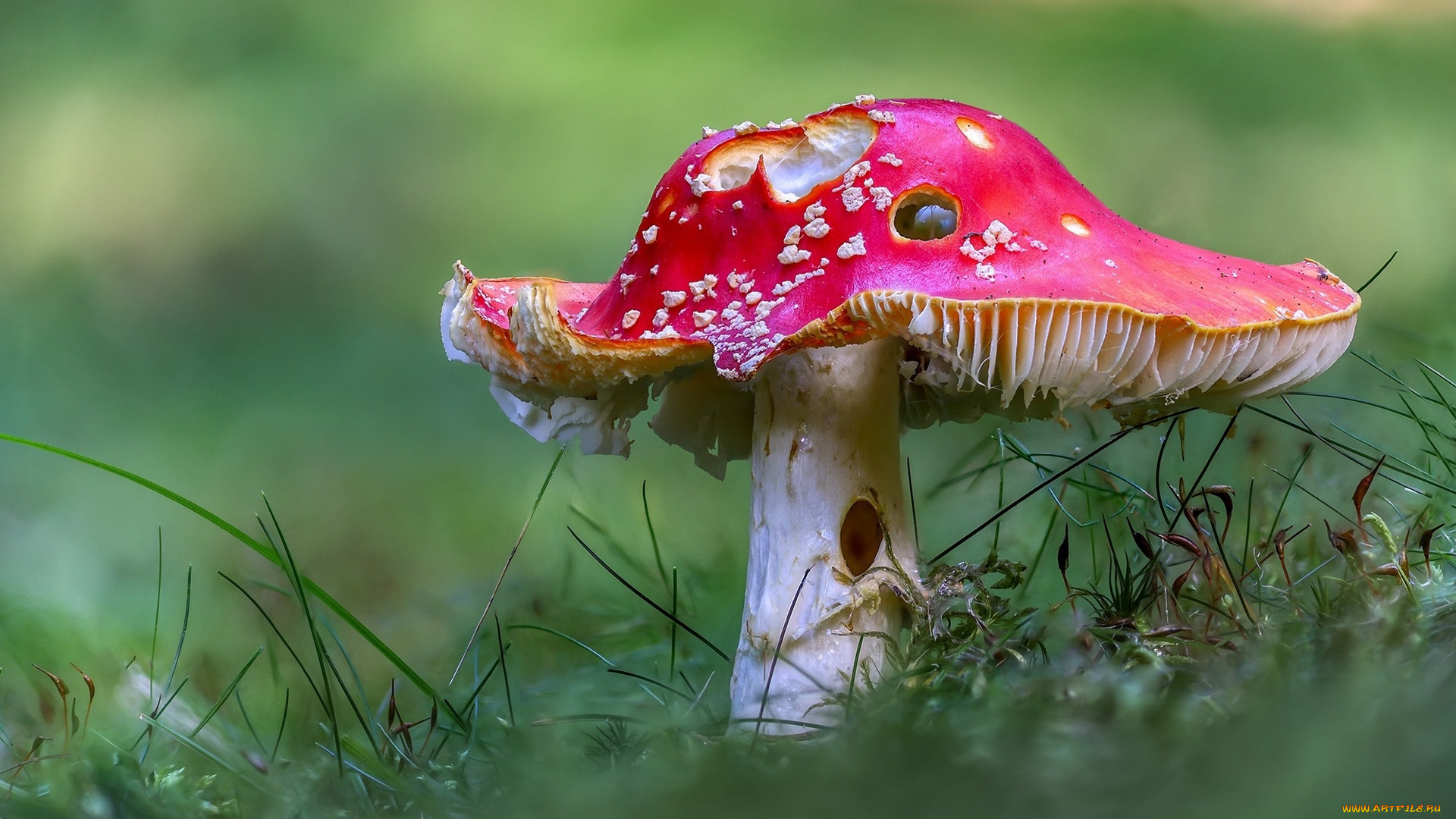 природа, грибы, , мухомор, макро, мухомор, старый