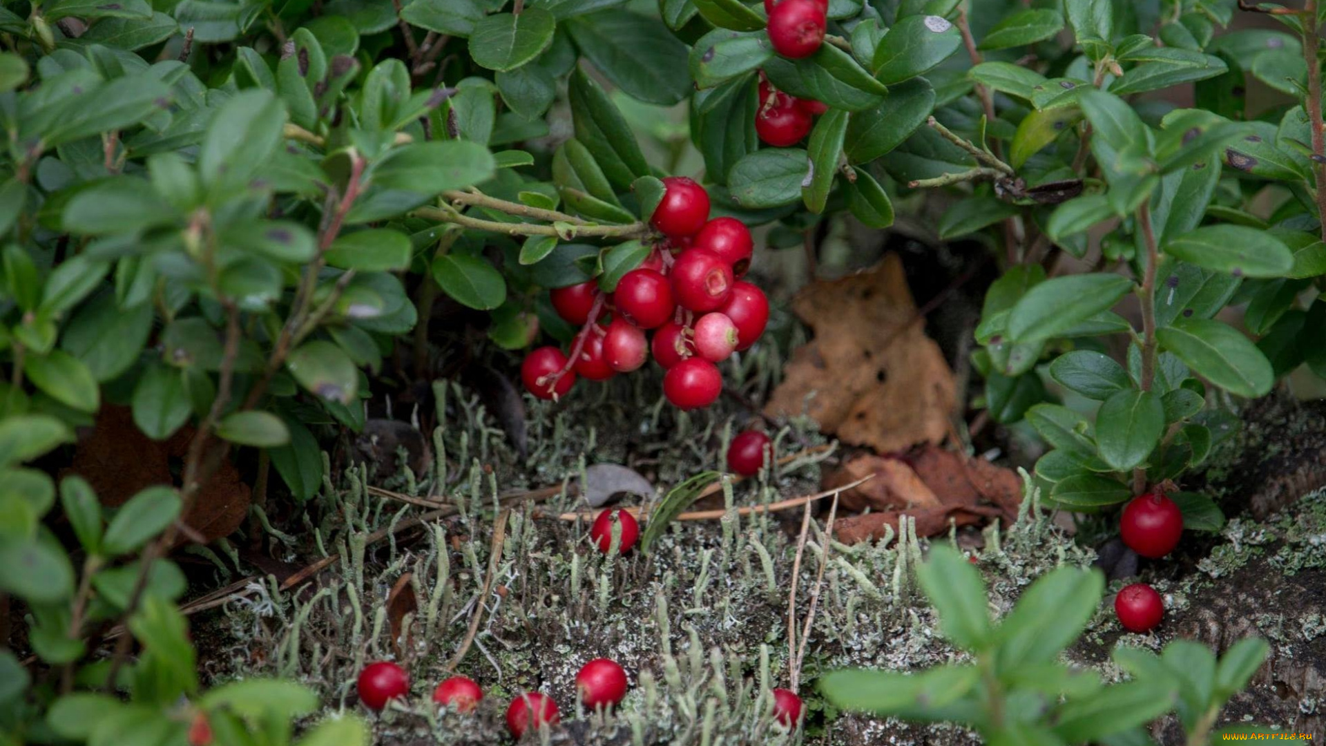 природа, ягоды, брусника