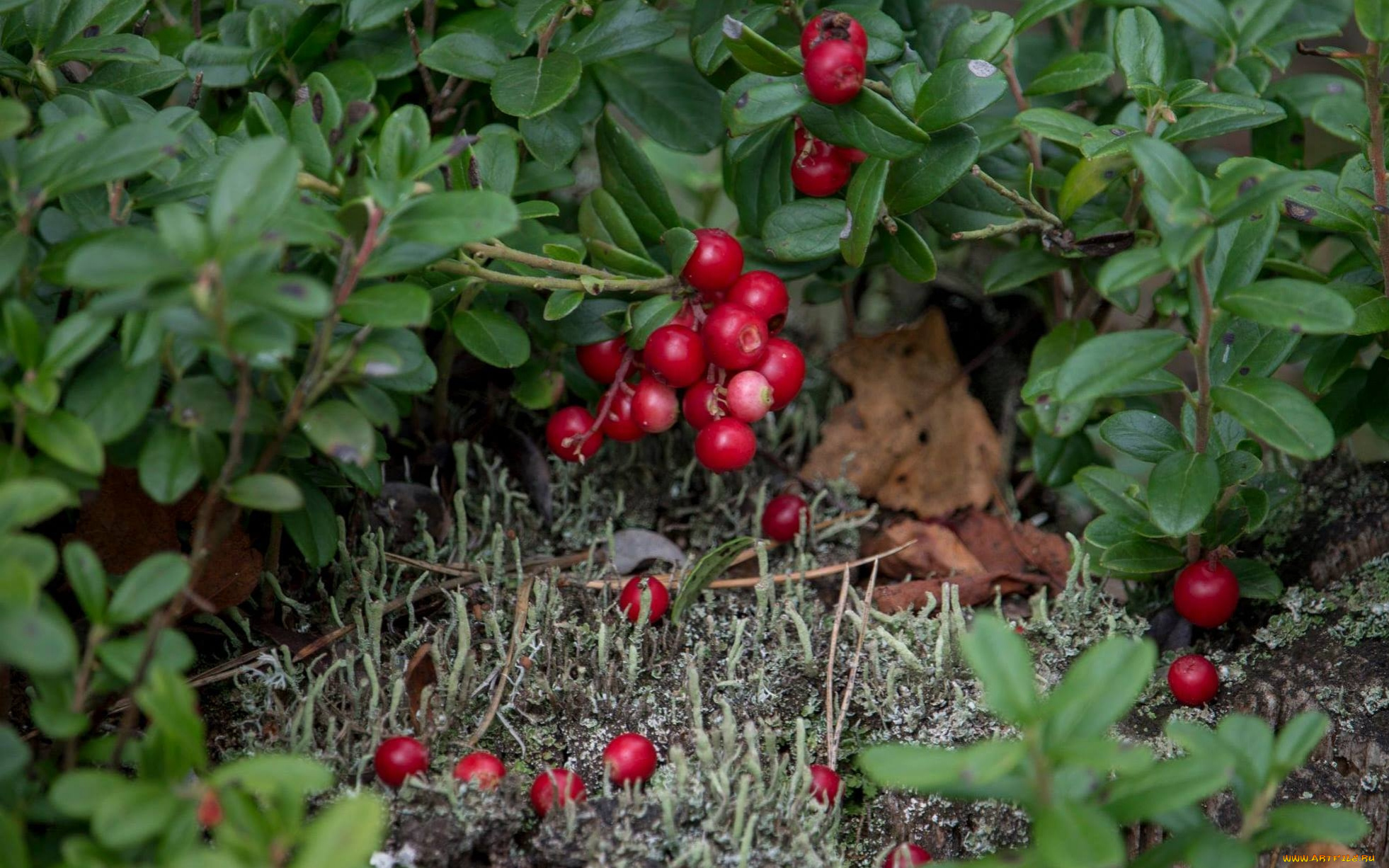 природа, ягоды, брусника