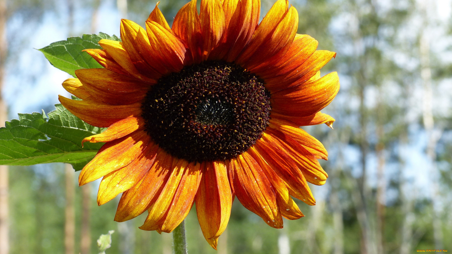 цветы, подсолнухи, макро