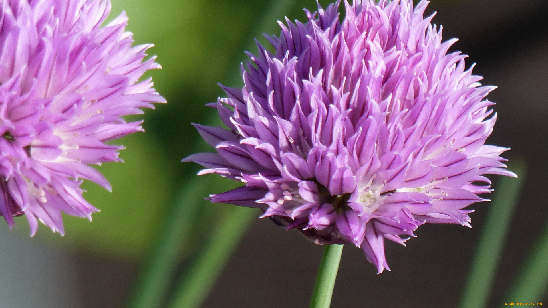 цветы, розовый, душистый, лук, макро