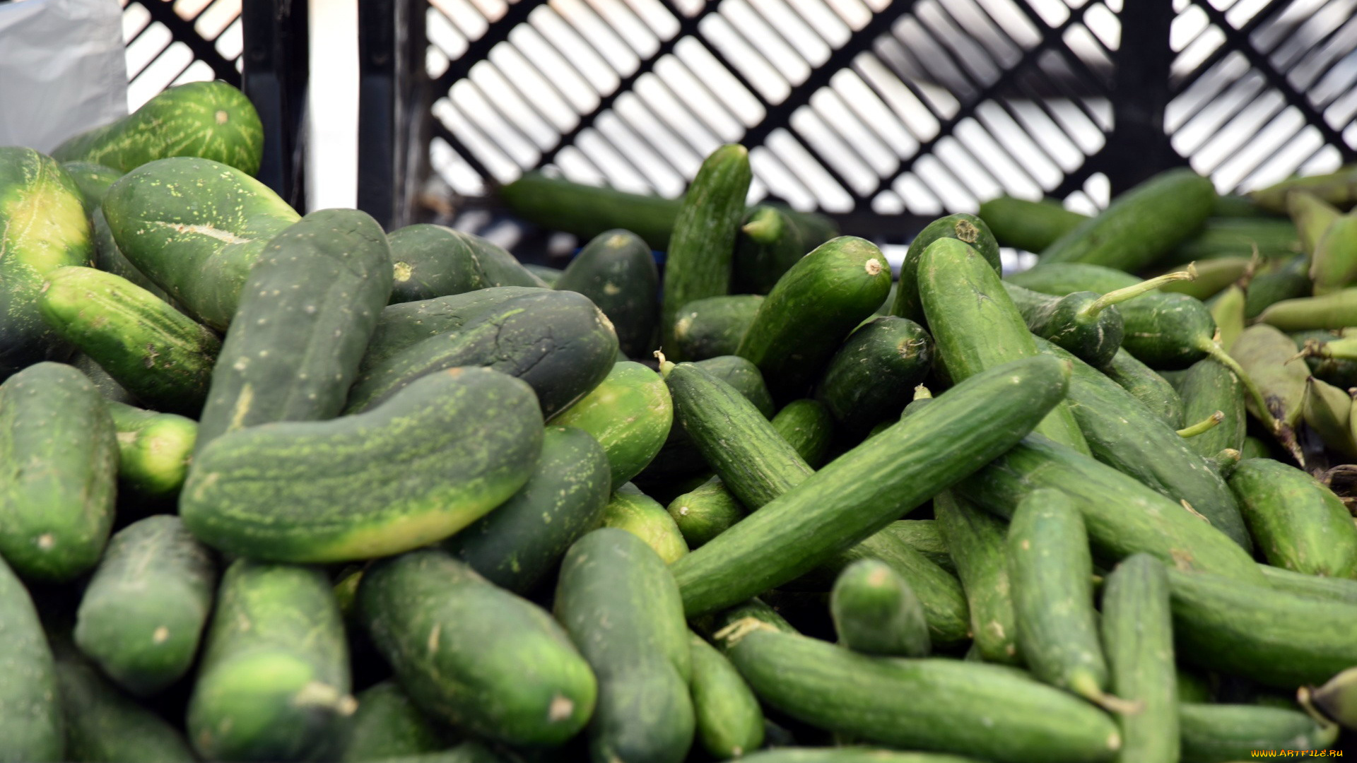 еда, огурцы, свежие, много