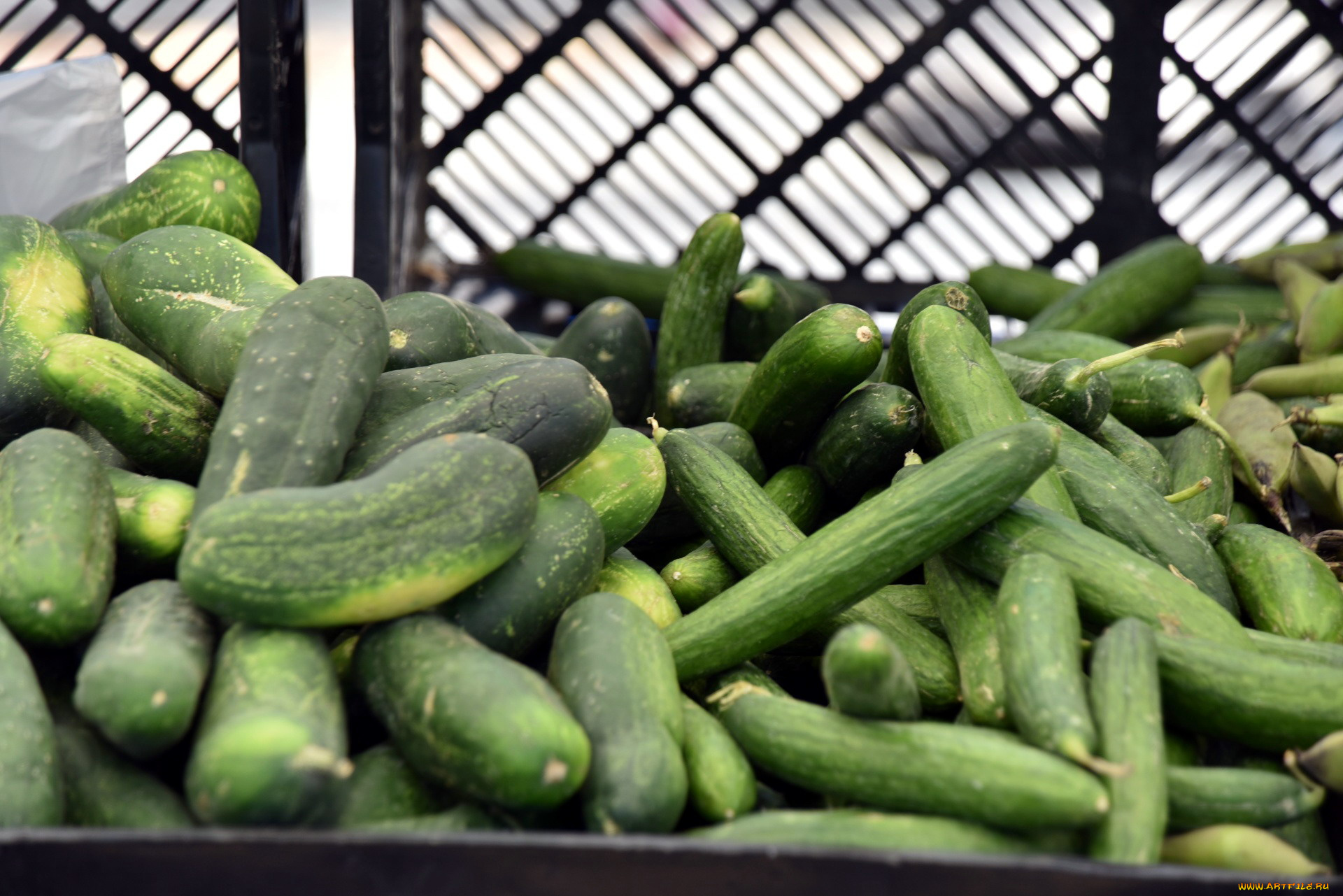 еда, огурцы, свежие, много