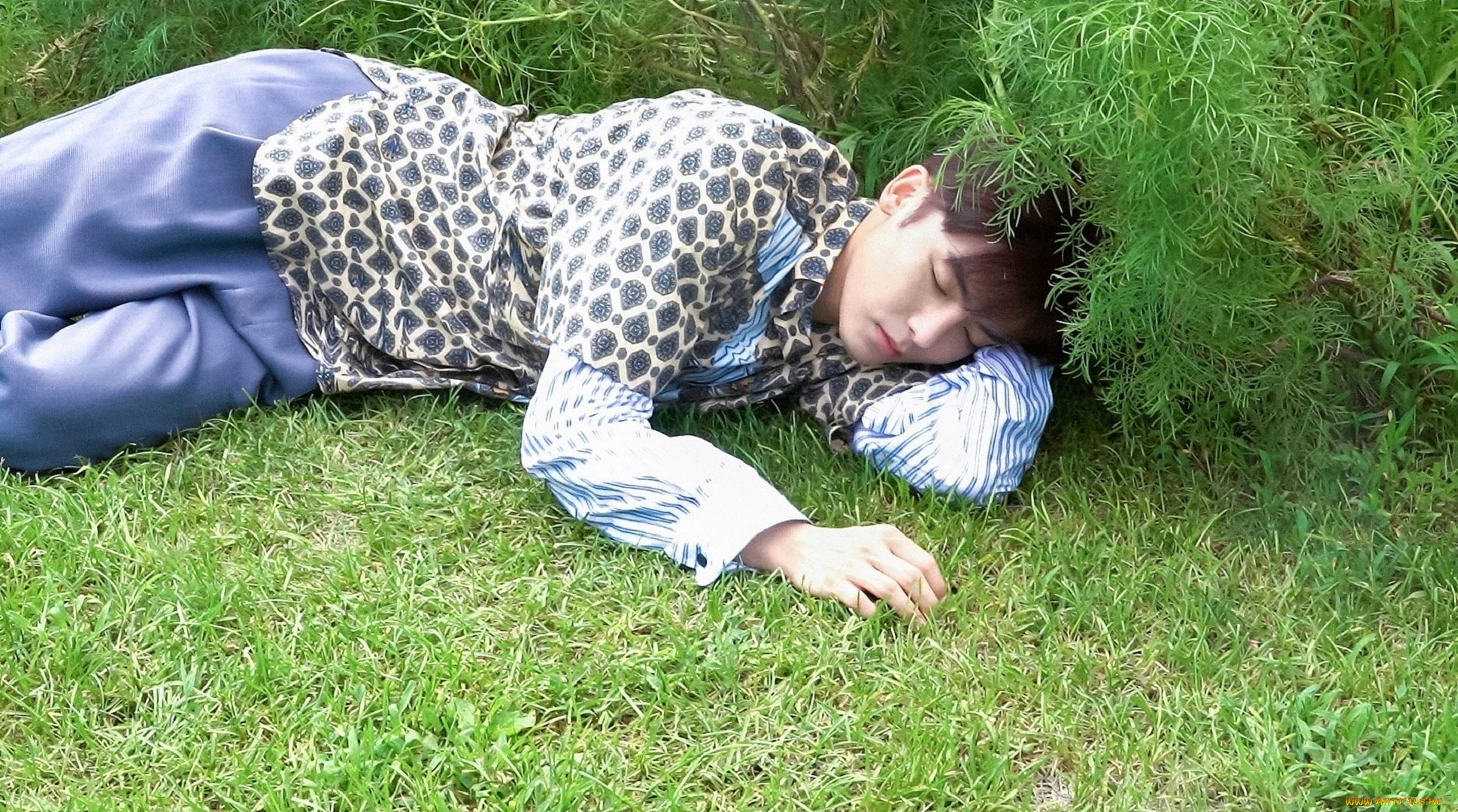 мужчины, hou, ming, hao, актер, рубашка, трава, кусты