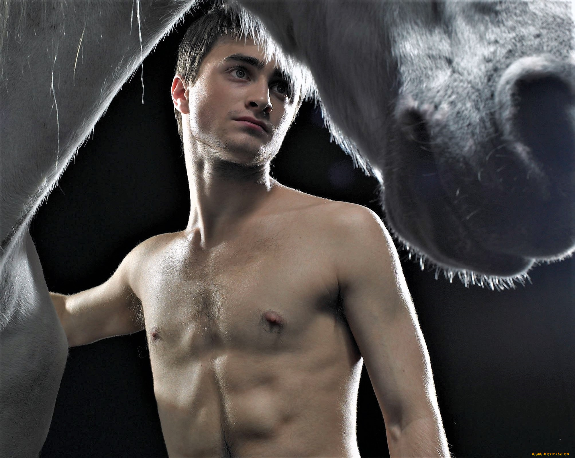 мужчины, daniel, radcliffe, актер, лошадь