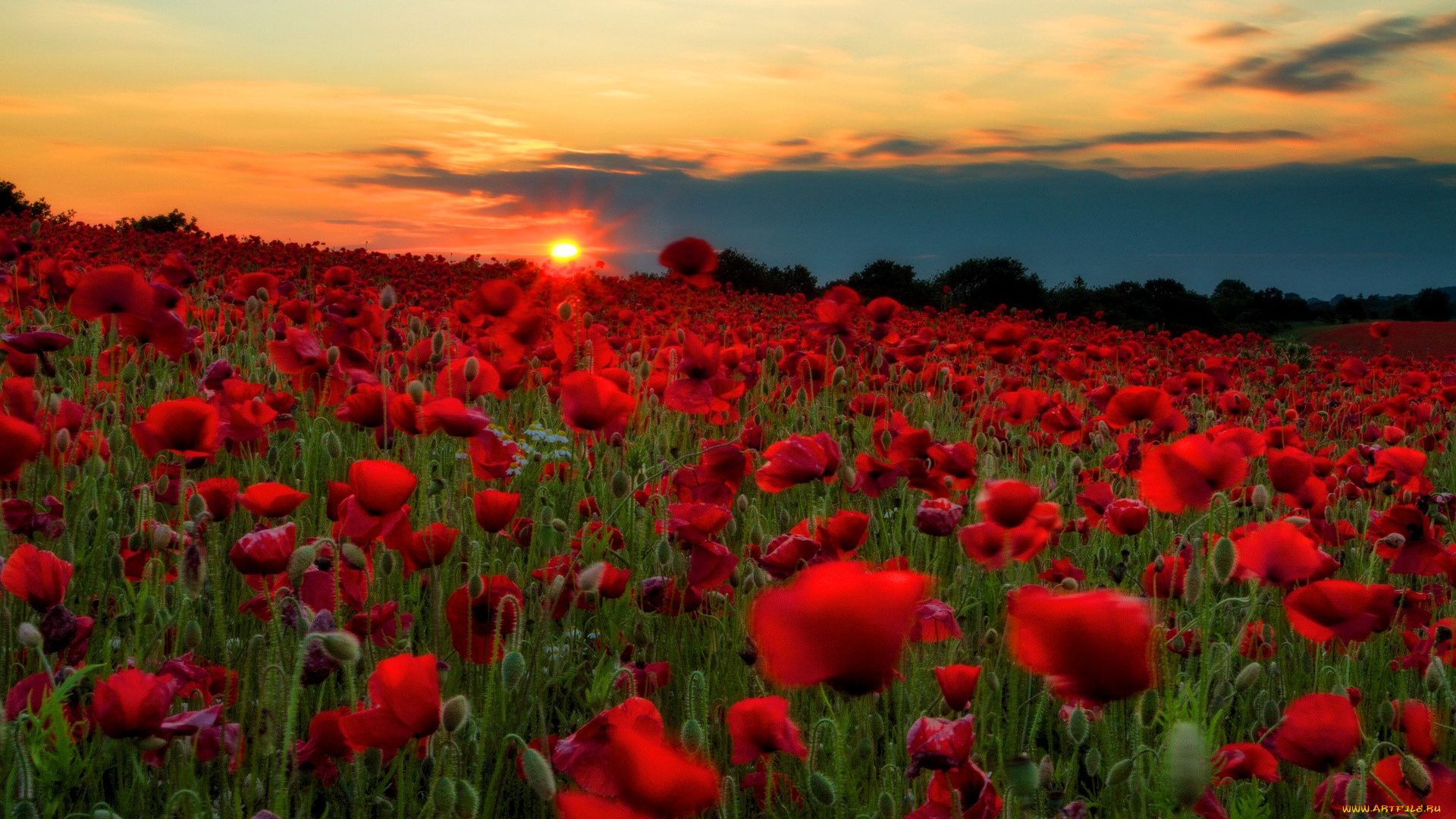 цветы, маки, поле, закат
