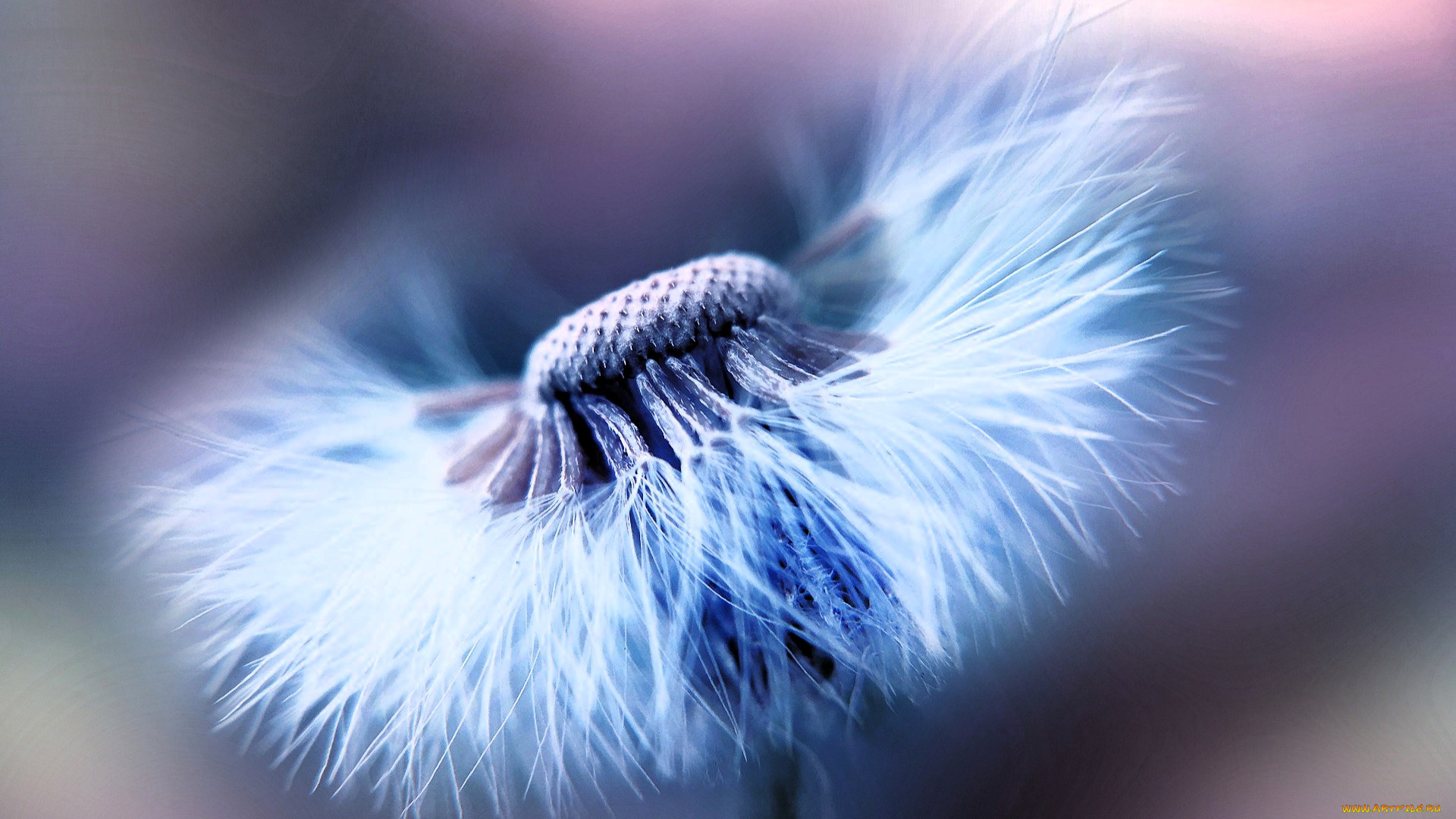 цветы, одуванчики, одуванчик, белый, макро