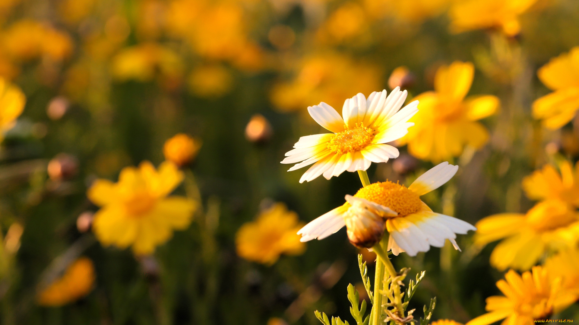 цветы, ромашки, поле, желтые
