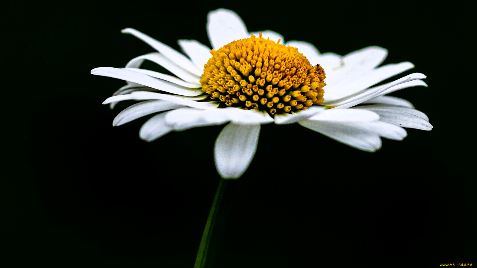 цветы, ромашки, ромашка, белая