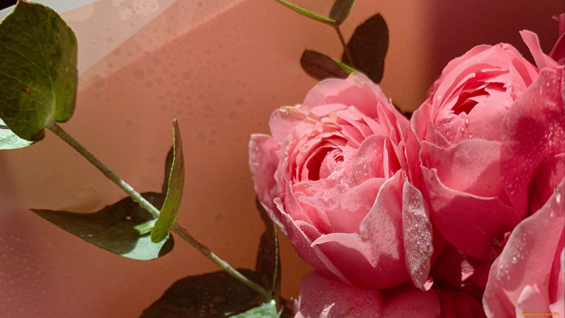 цветы, розы, розовые, бутоны, капли