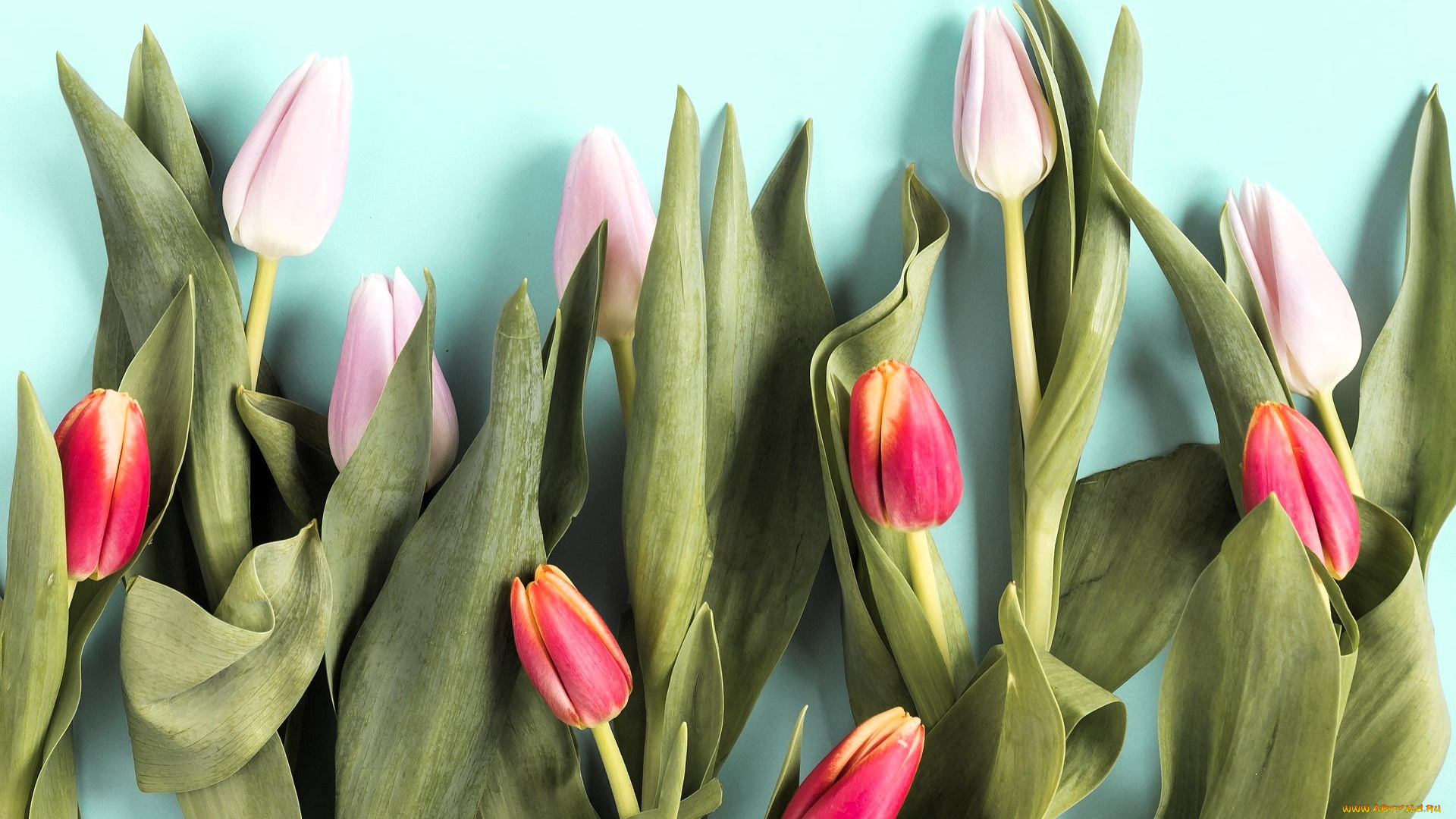 цветы, тюльпаны, розовые, красные, листья