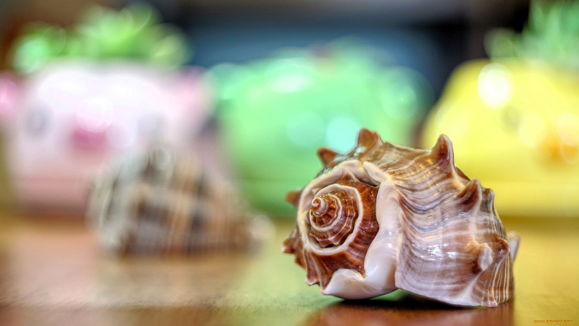 разное, ракушки, , кораллы, , декоративные, и, spa-камни, ракушка, раковина