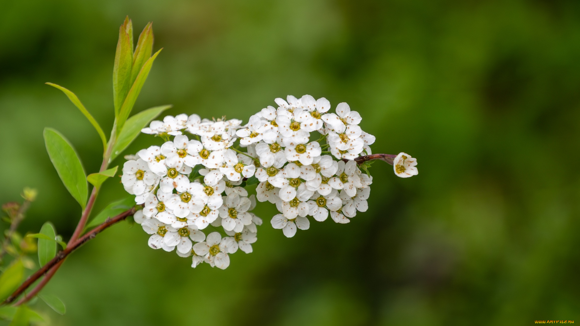 спирея, ниппонская, цветы, таволга, , спирея, , лабазник, ниппонская