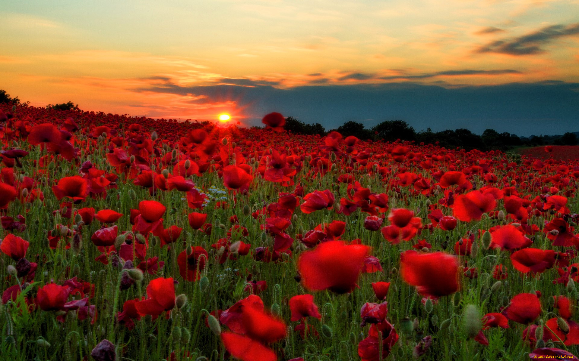 цветы, маки, поле, закат