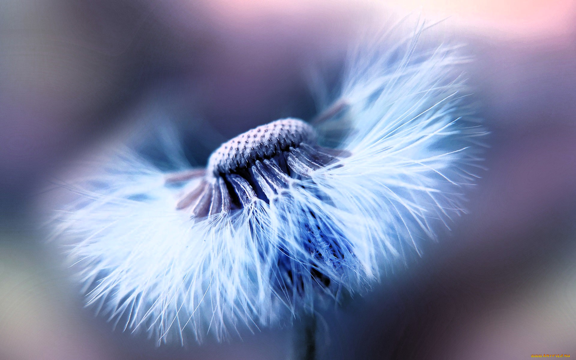 цветы, одуванчики, одуванчик, белый, макро