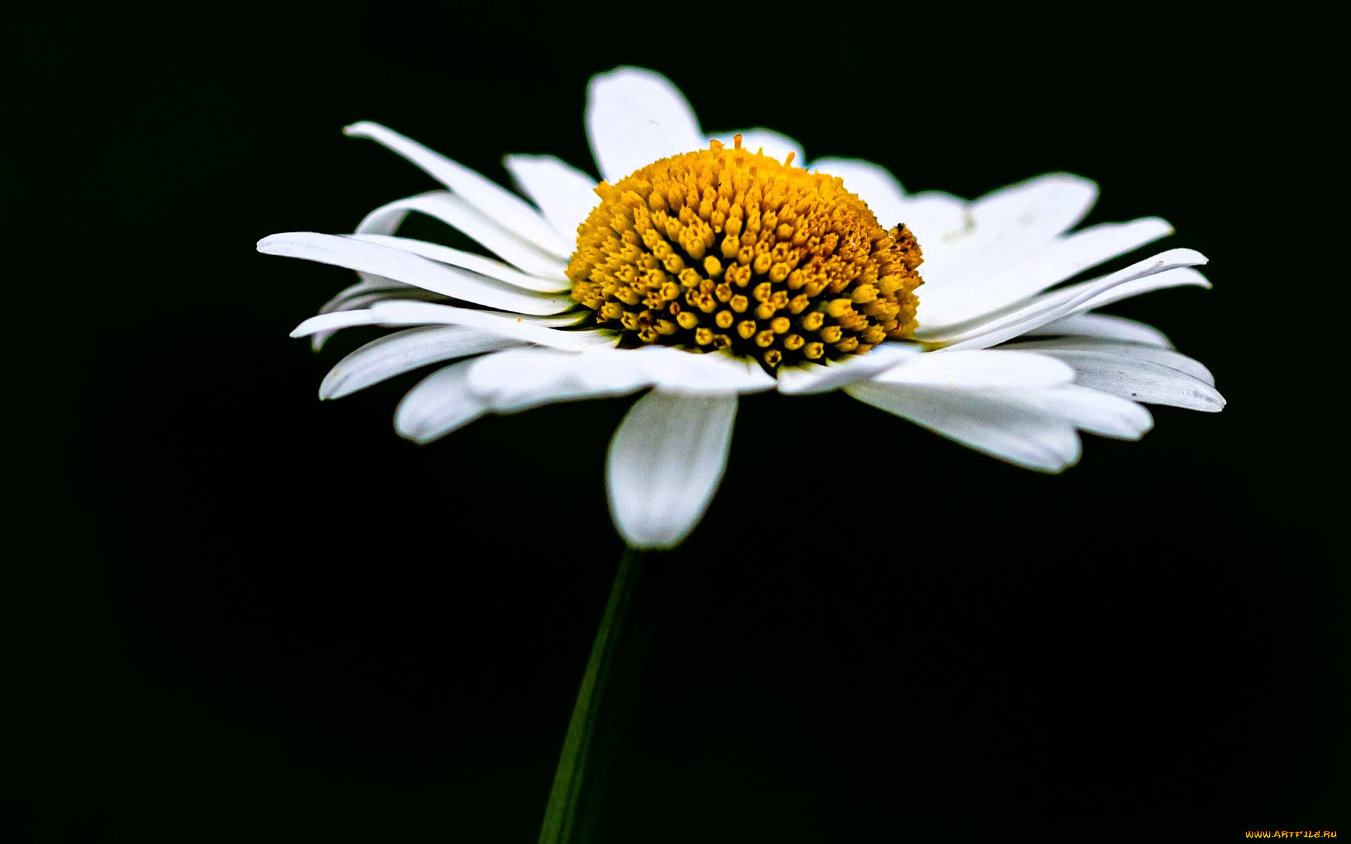 цветы, ромашки, ромашка, белая
