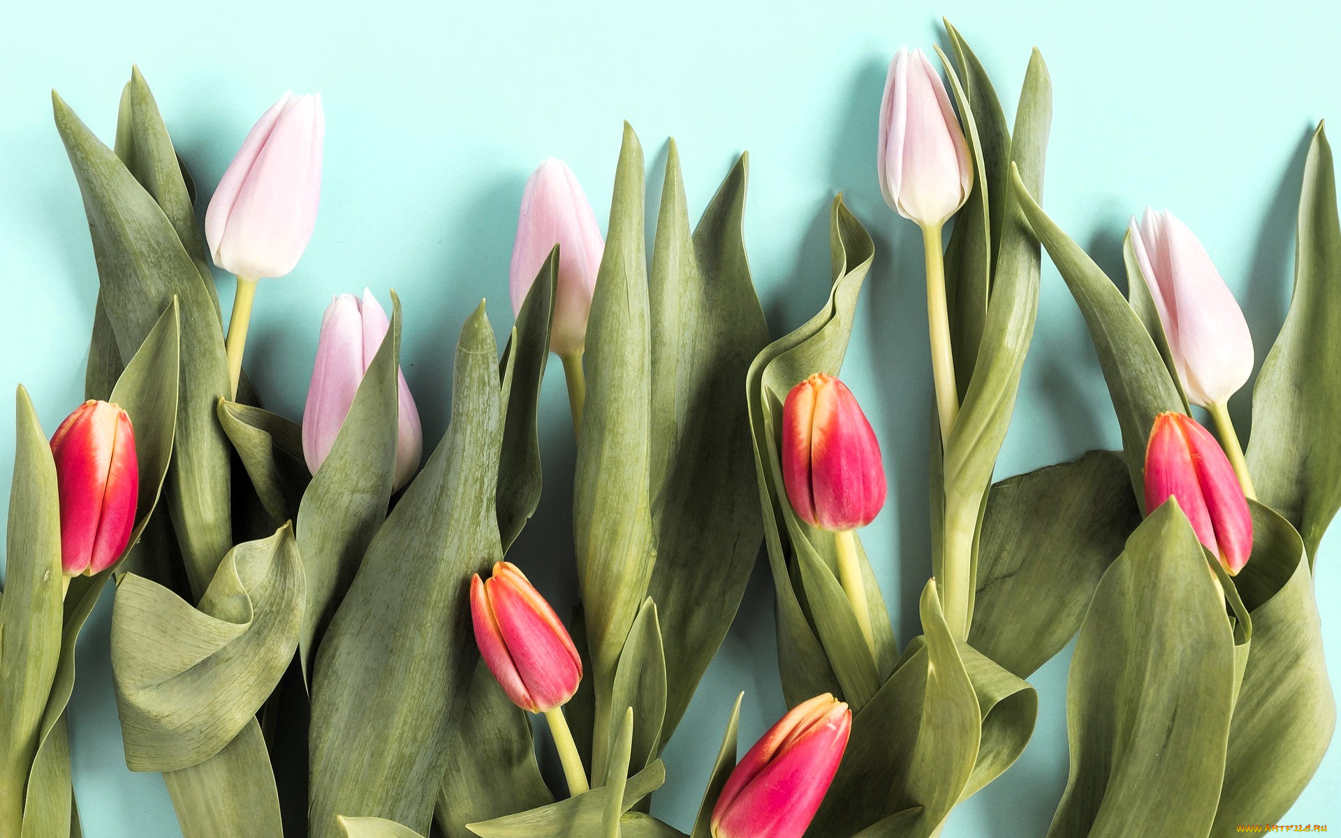 цветы, тюльпаны, розовые, красные, листья