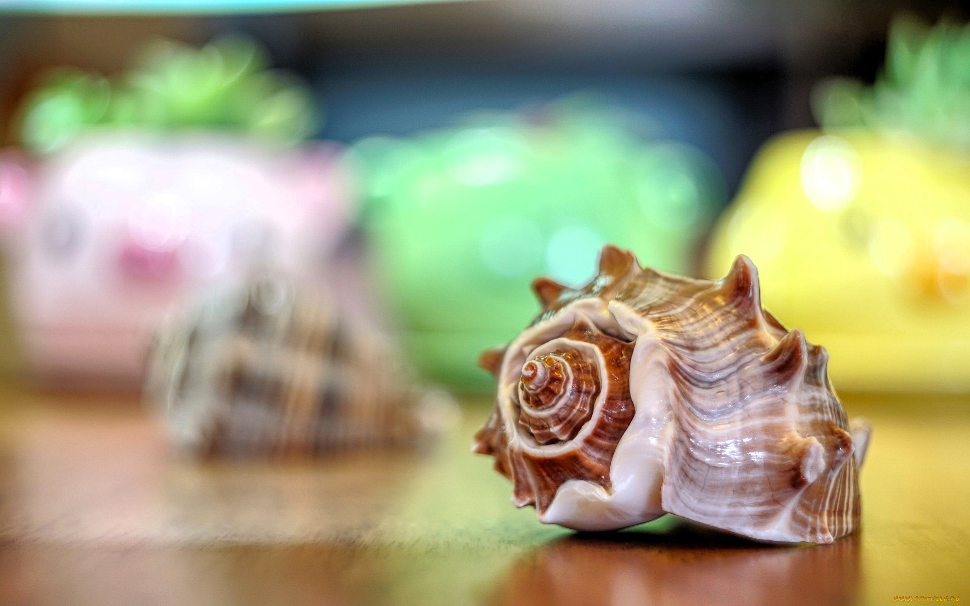 разное, ракушки, , кораллы, , декоративные, и, spa-камни, ракушка, раковина