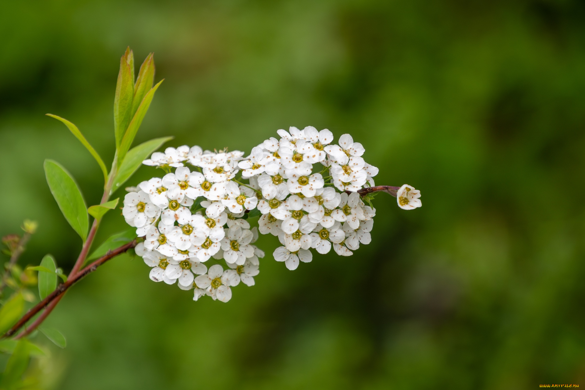 спирея, ниппонская, цветы, таволга, , спирея, , лабазник, ниппонская