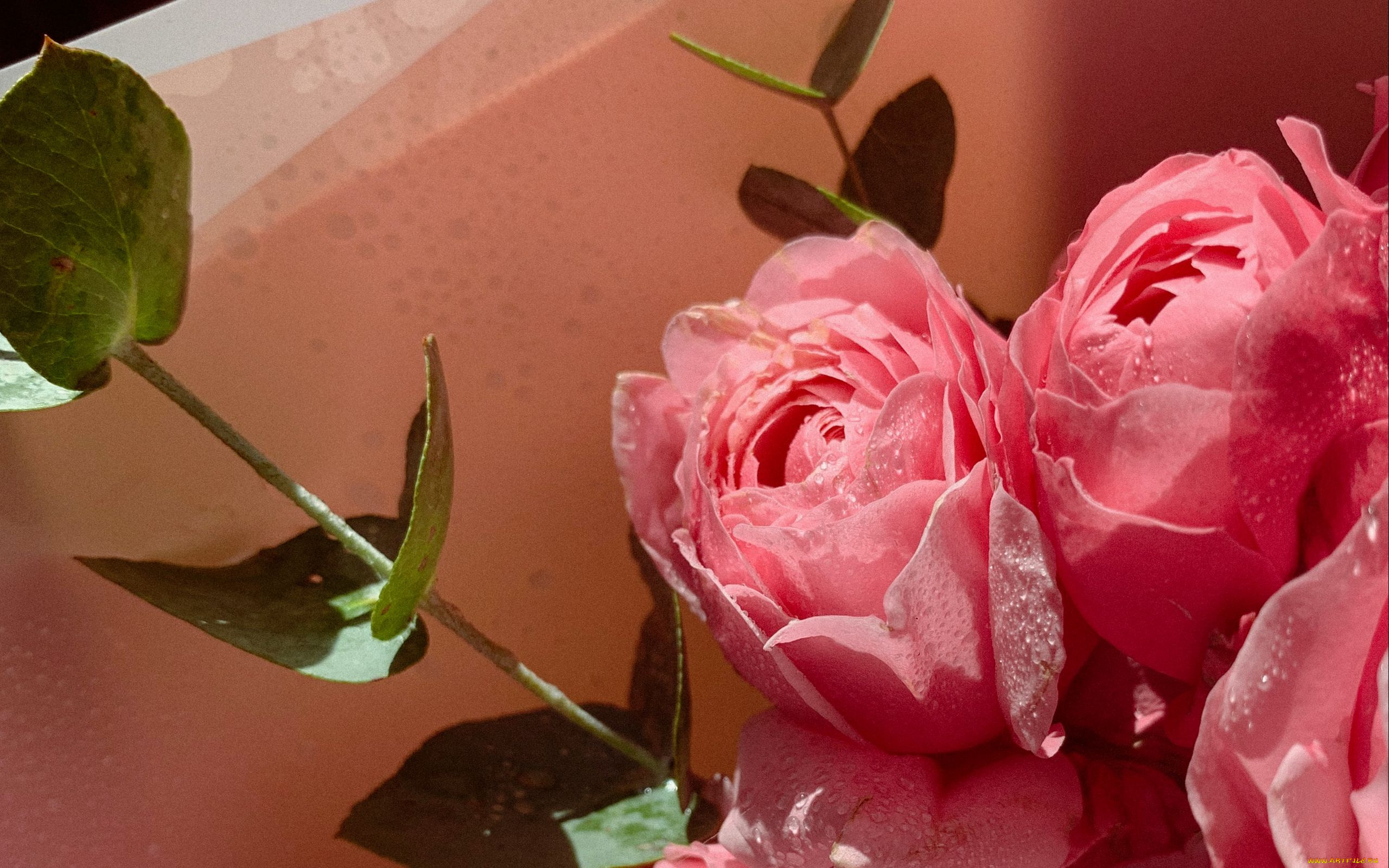 цветы, розы, розовые, бутоны, капли