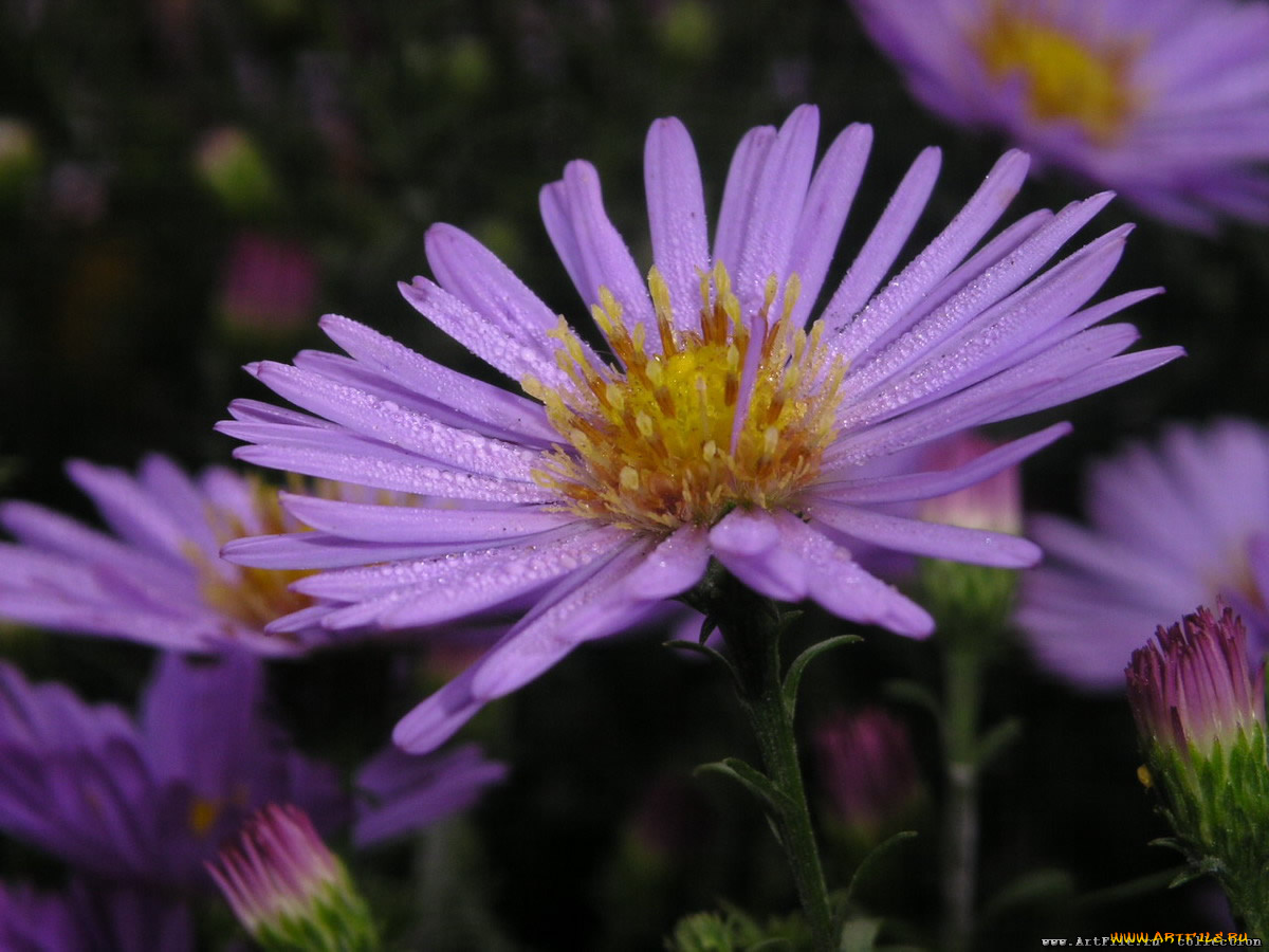 цветы, астры