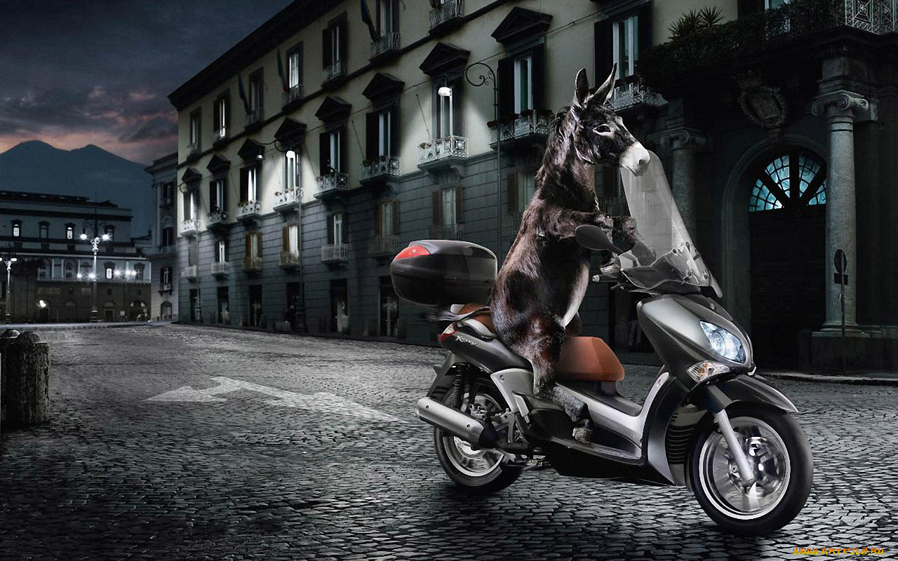 юмор, приколы