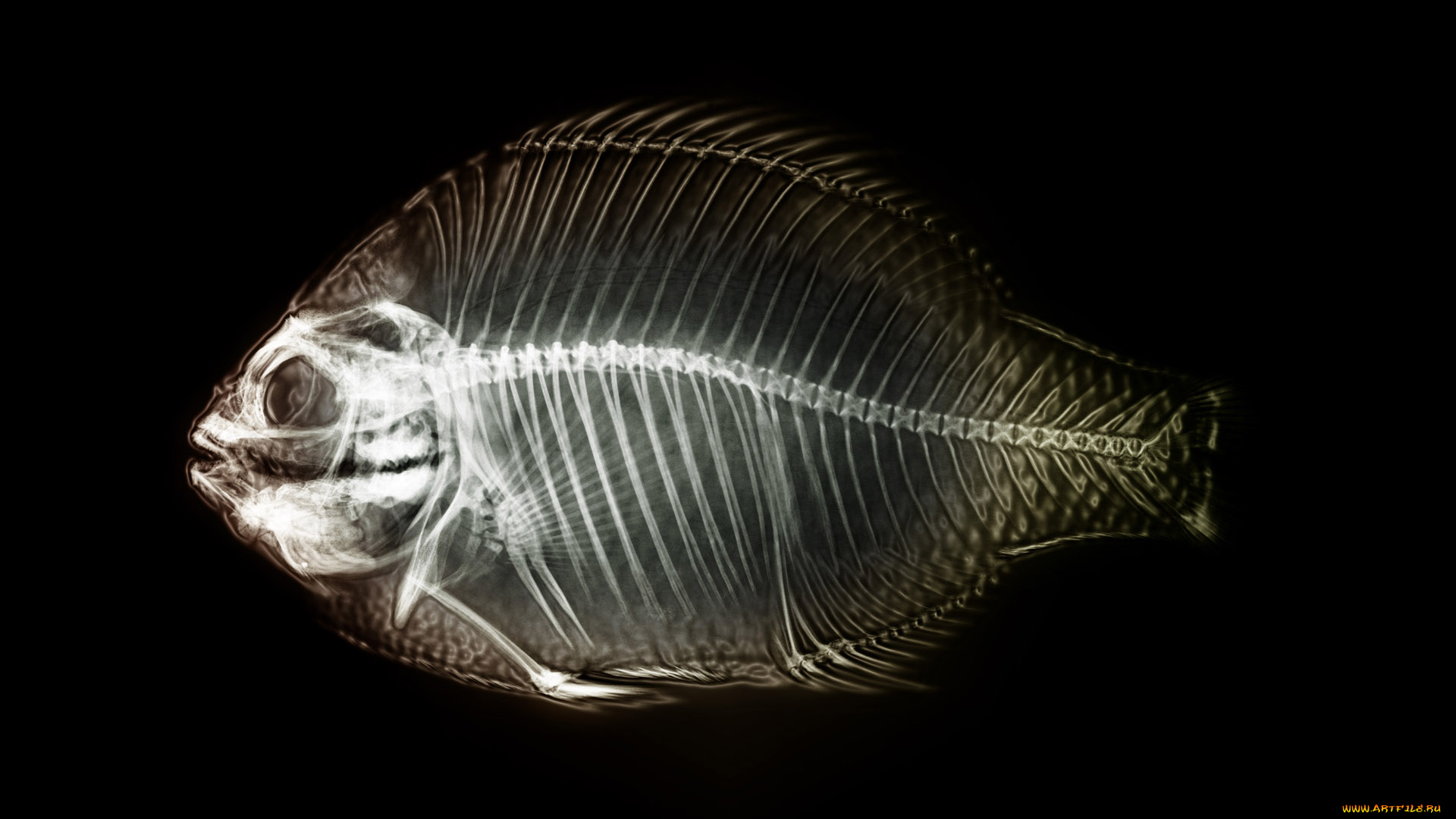 3д, графика, другое