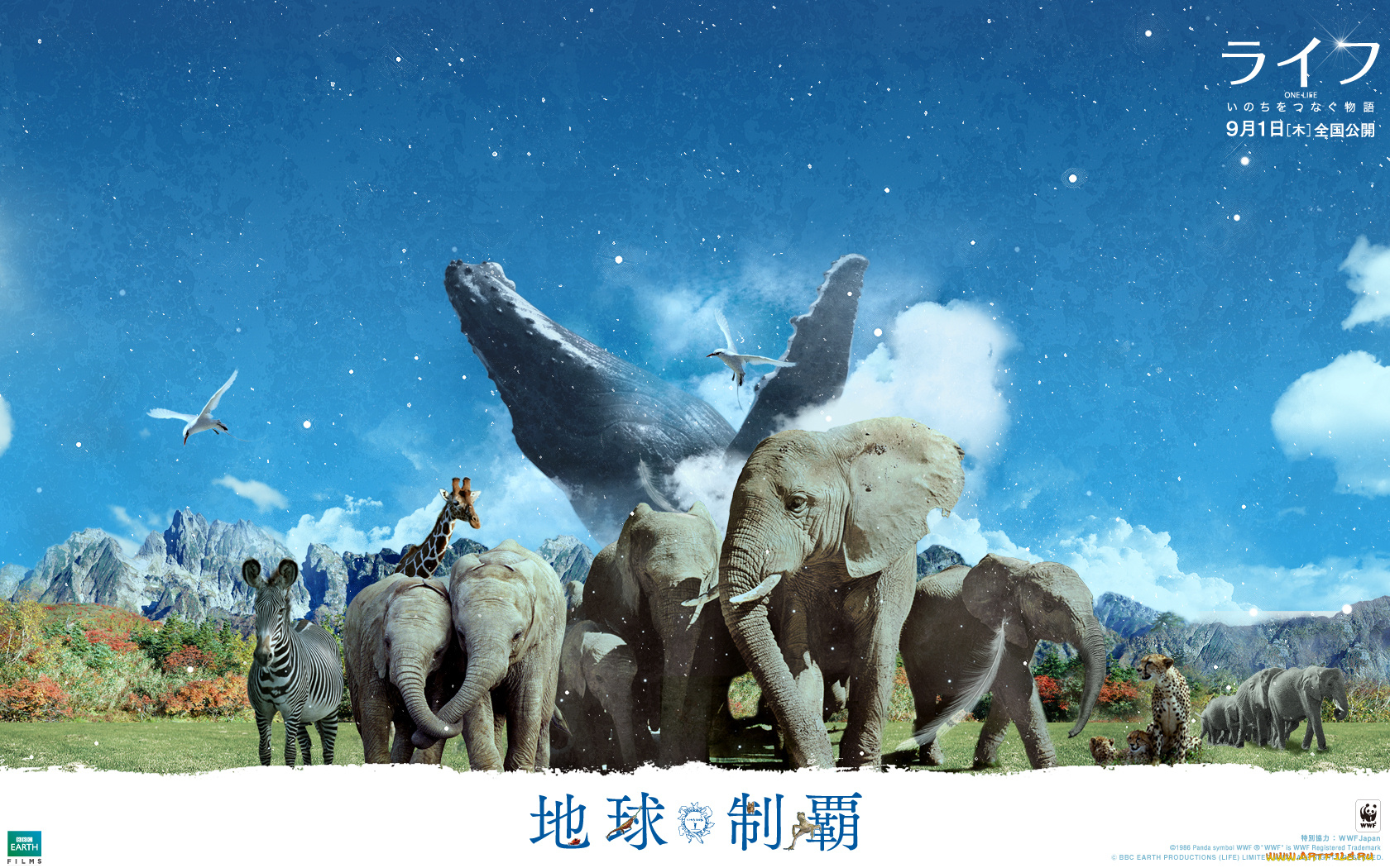 one, life, кино, фильмы, чайки, кит, гепарды, зебра, животные, слоны, жирафы