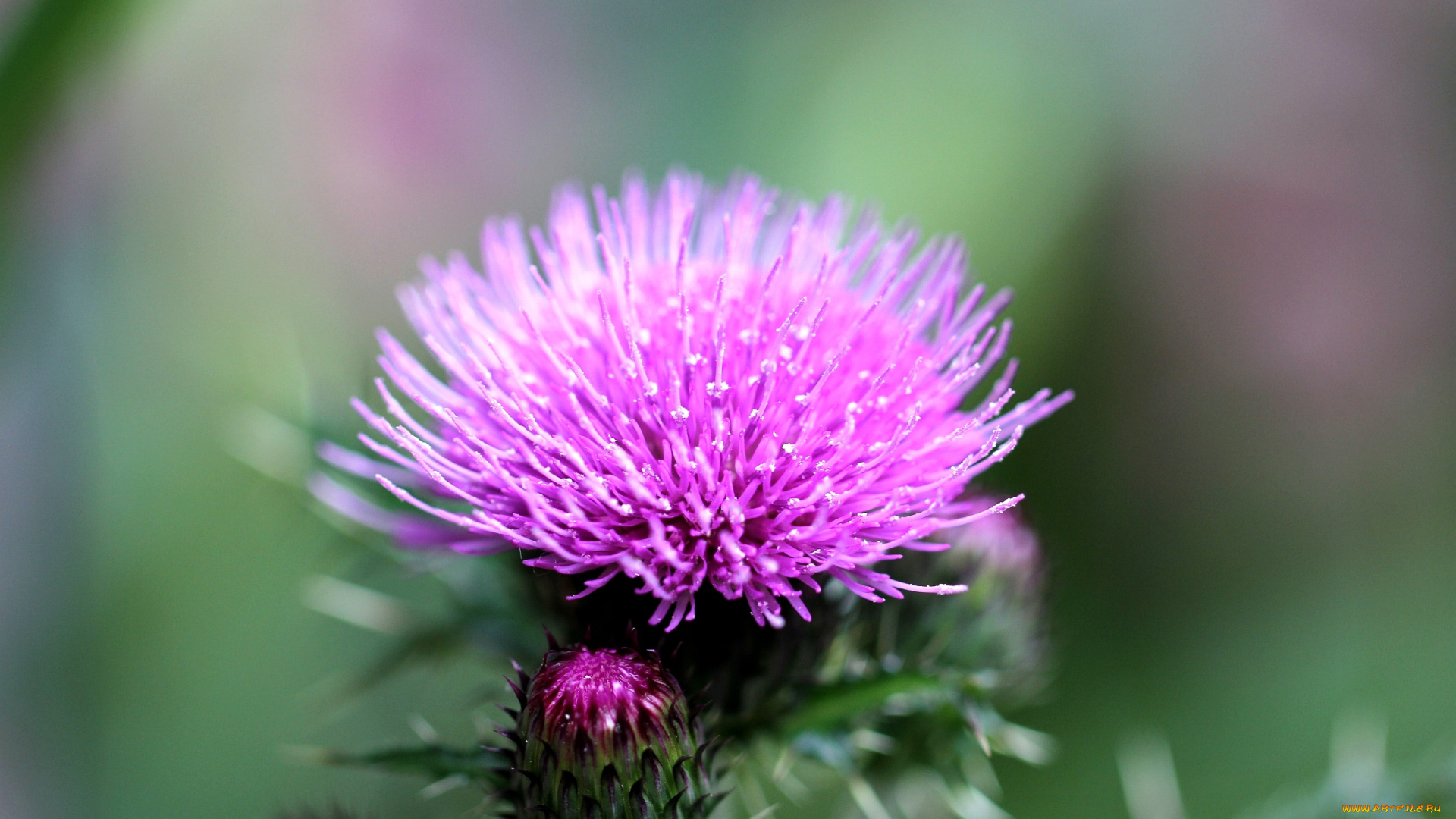 цветы, Чертополох, репейник, чертополох, яркий, розовый