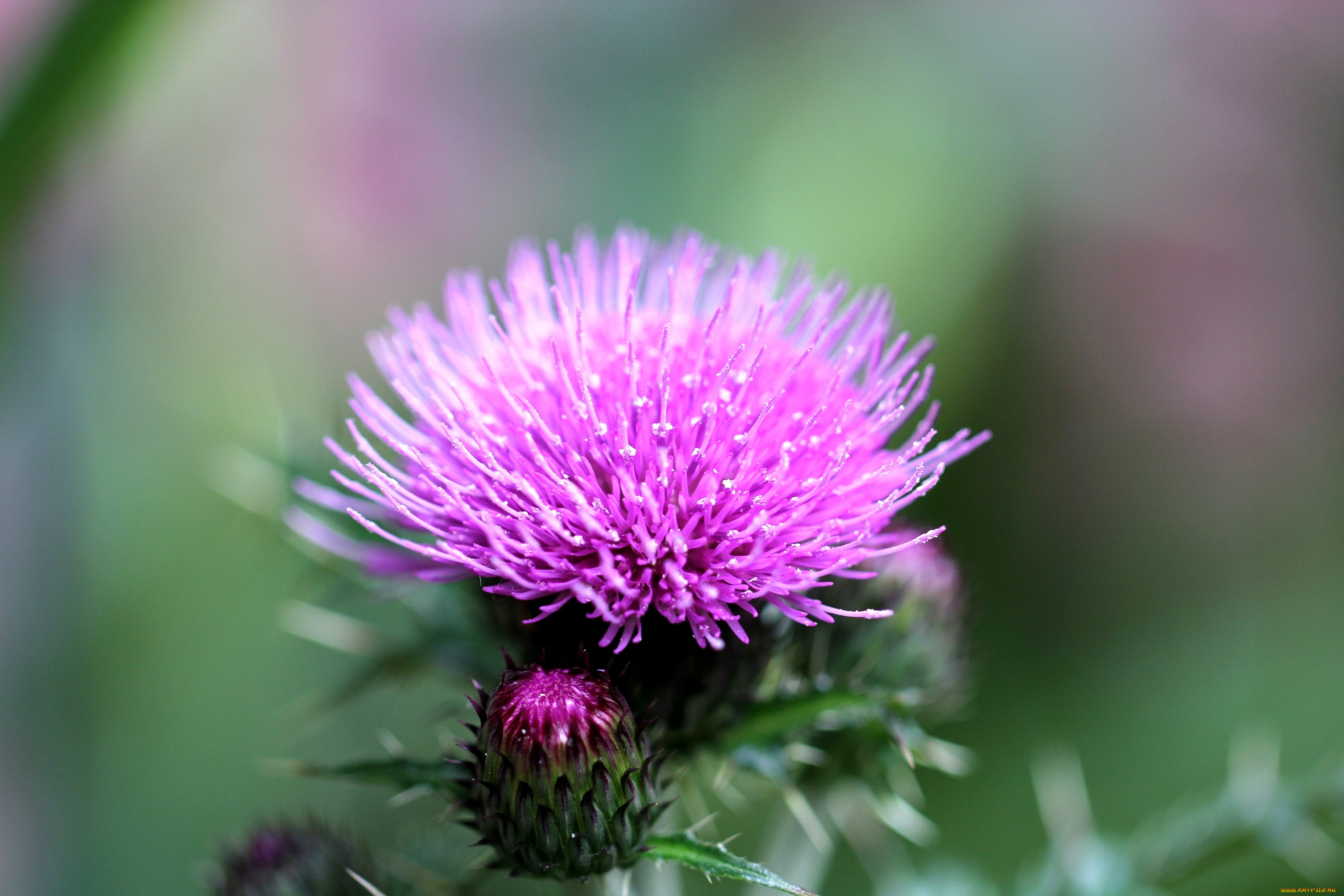 цветы, Чертополох, репейник, чертополох, яркий, розовый